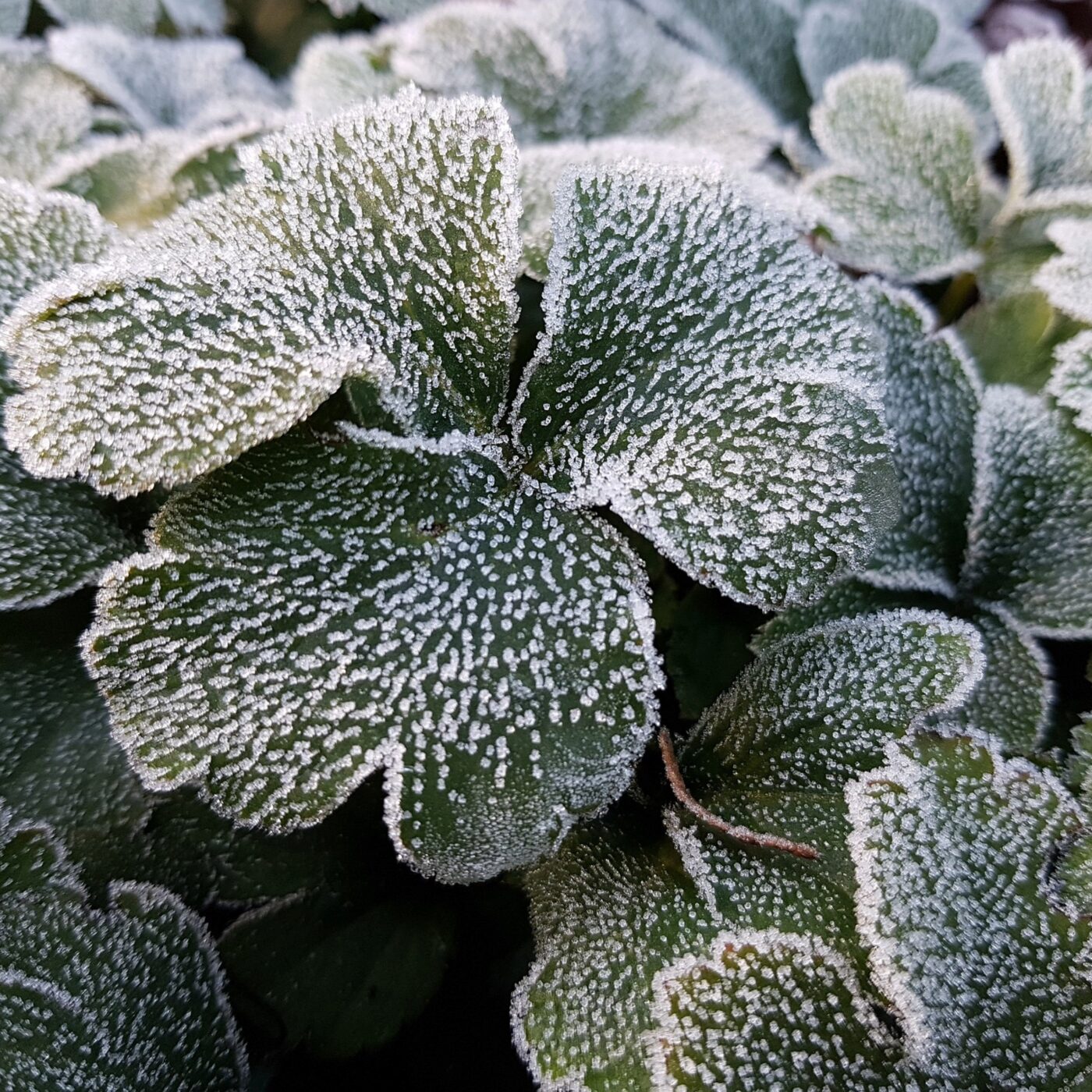 Prenez-en de la graine : des conseils jardinage écolos