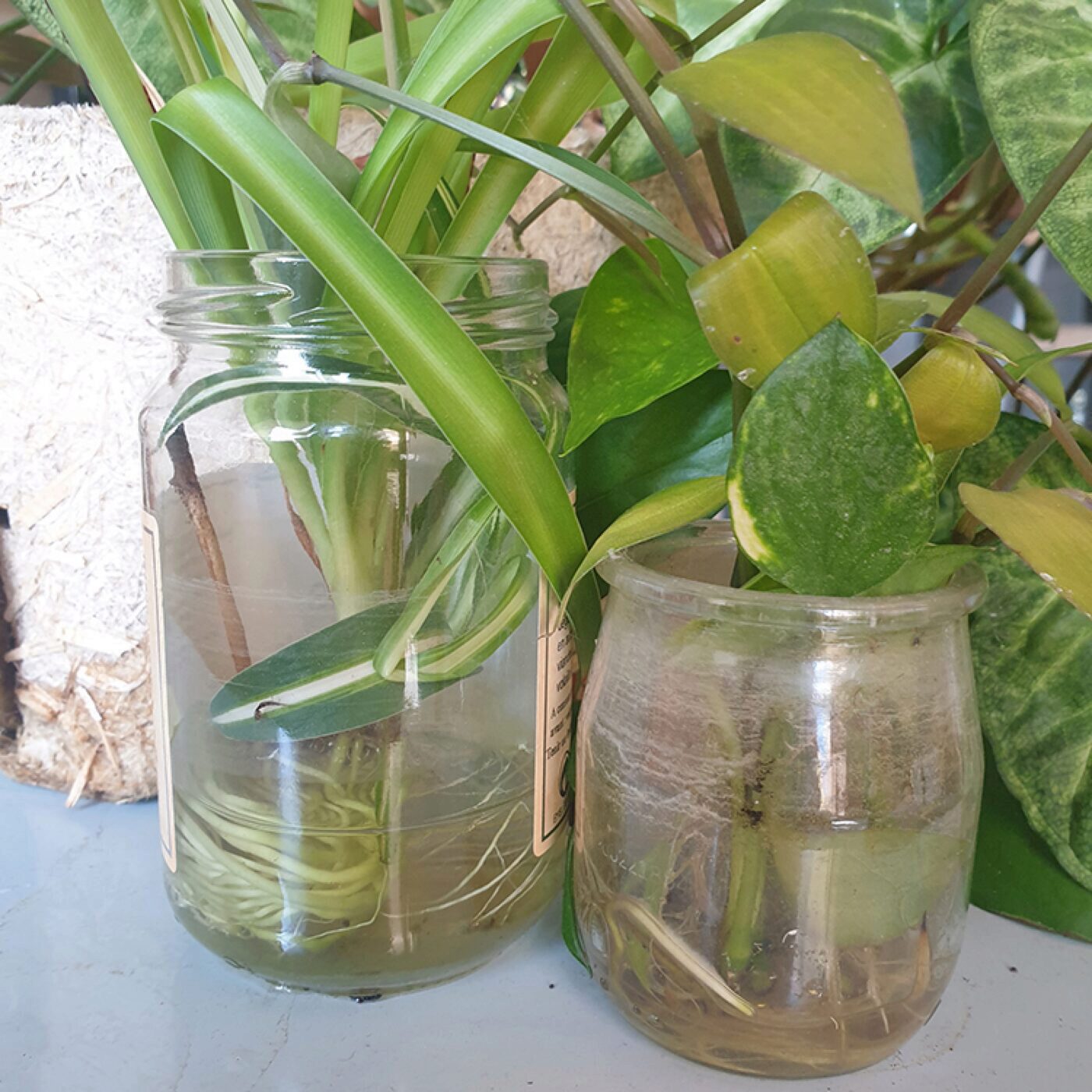 Jardiner avec les enfants, avec Terre Vivante