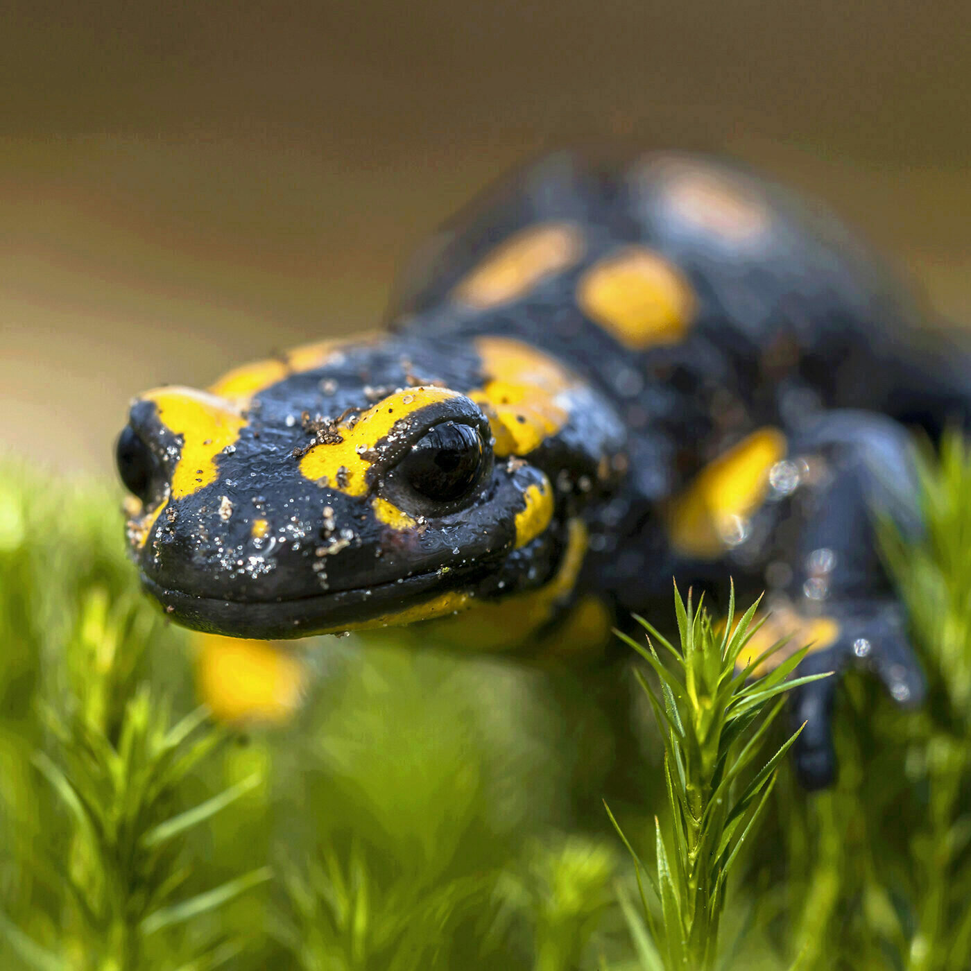 La vie secrète des mares
