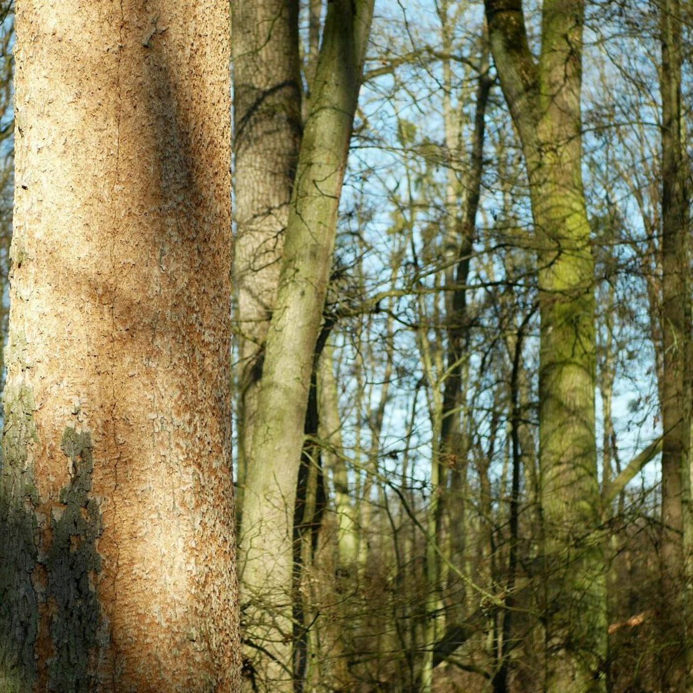 Le sort des arbres, des odeurs et des médicaments