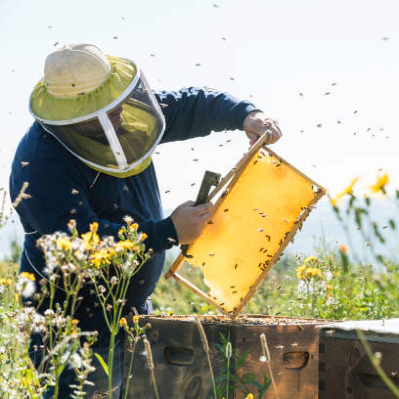 Une association initie des élèves et des particuliers à une apiculture responsable