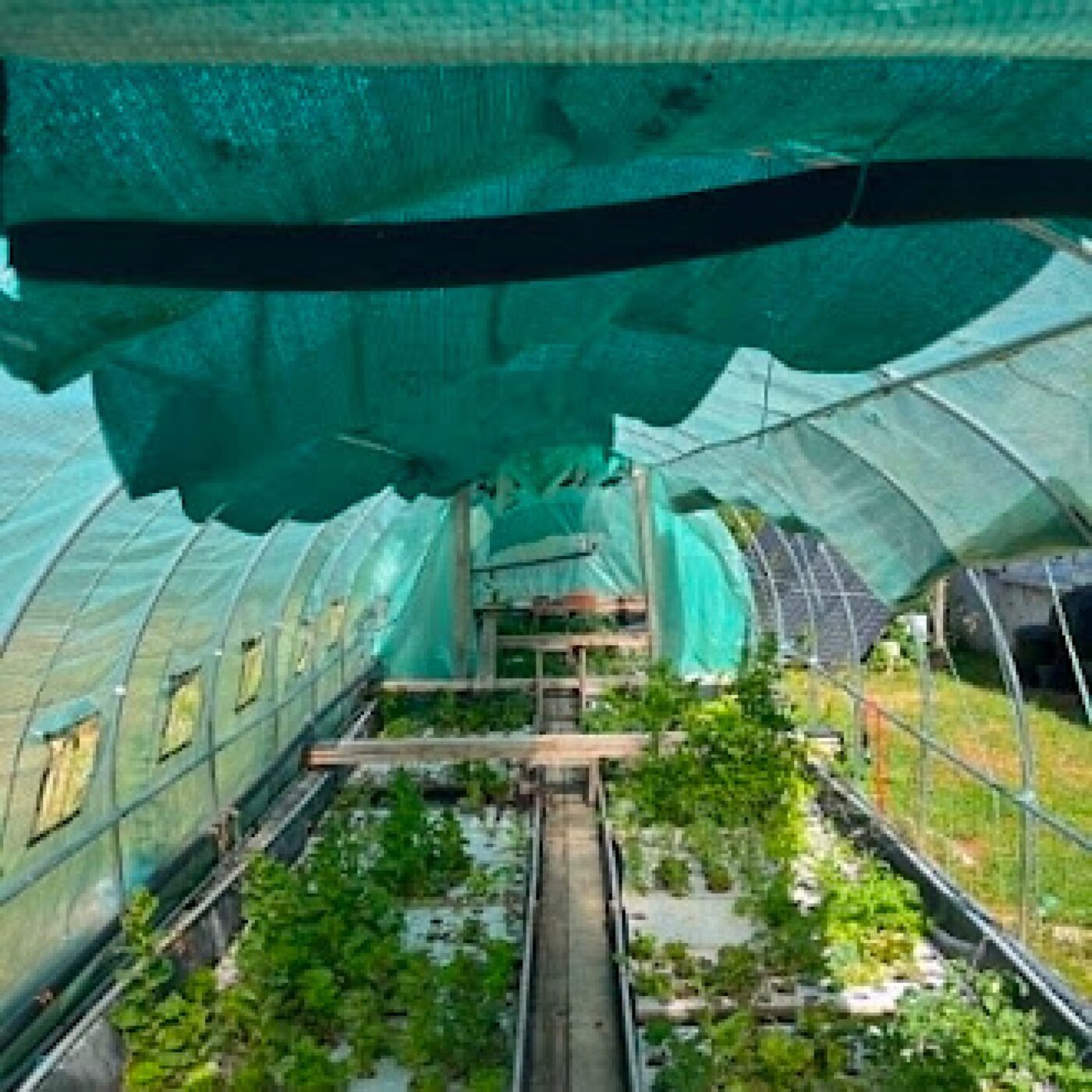 L'aquaponie : une pratique peu commune pour de bons légumes et poissons episode artwork
