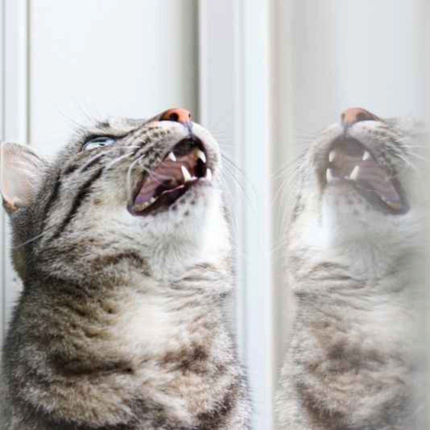 Pourquoi le chat caquète lorsqu'il observe les oiseaux (HS spécial été #3)