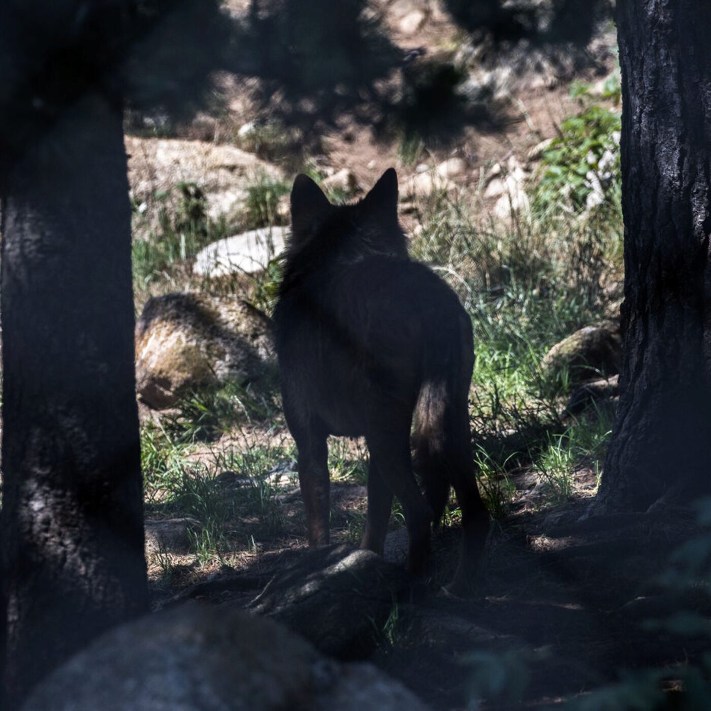 Le retour du loup, transhumance de tous les dangers