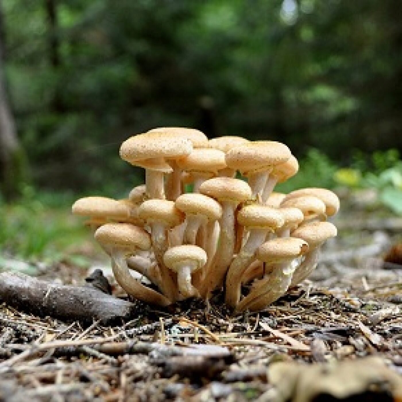 Fréquence Nature
