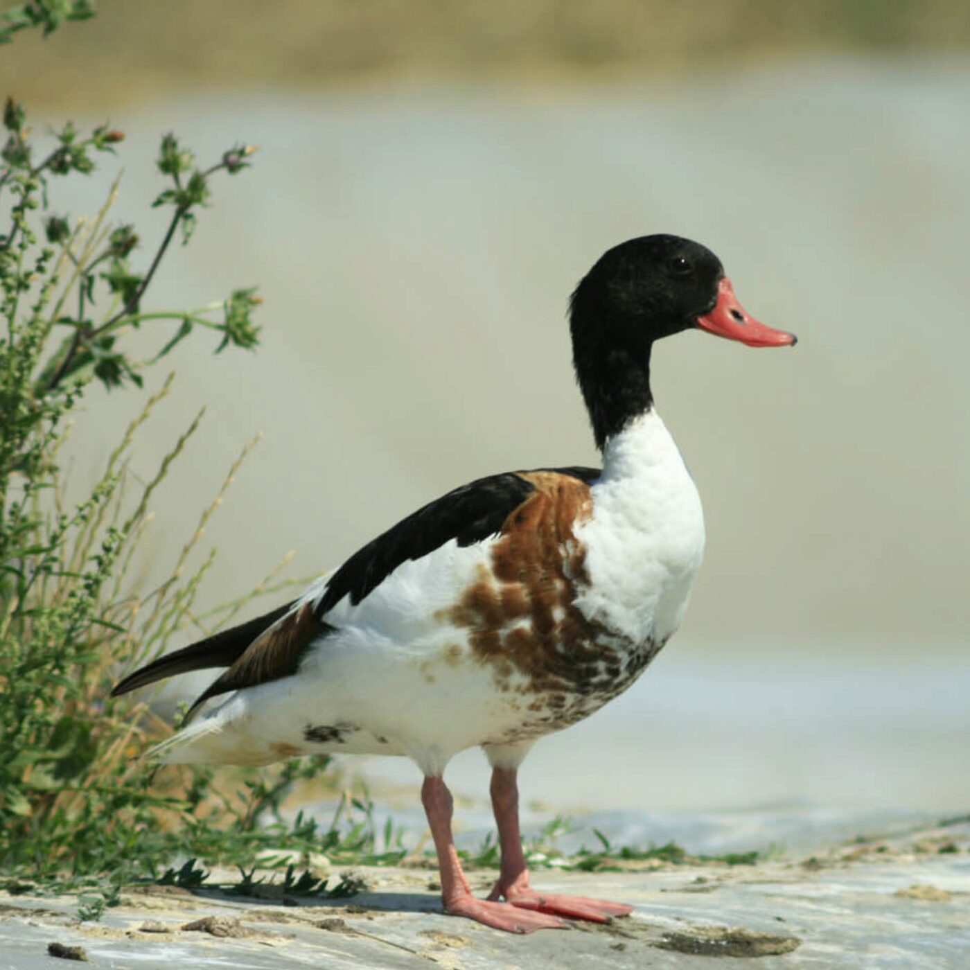 Curieux de nature