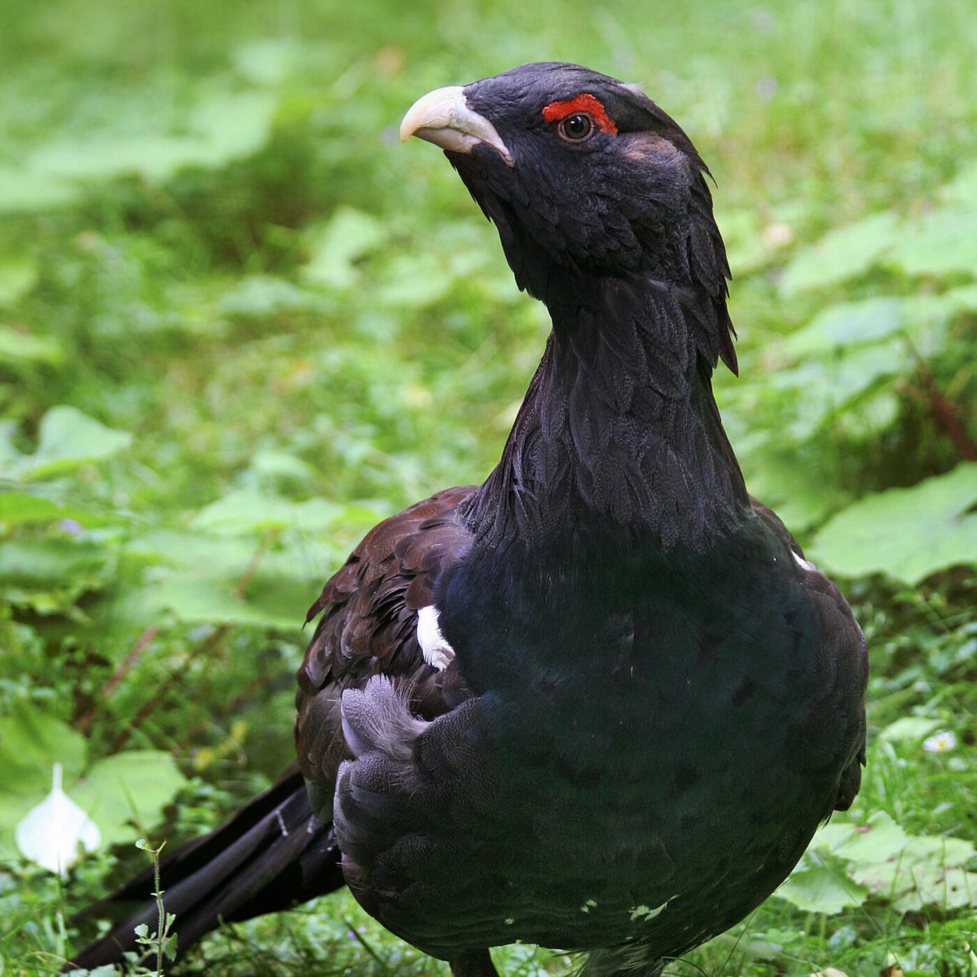 La protection du grand tétras dans le Parc naturel régional du Haut-Jura episode artwork