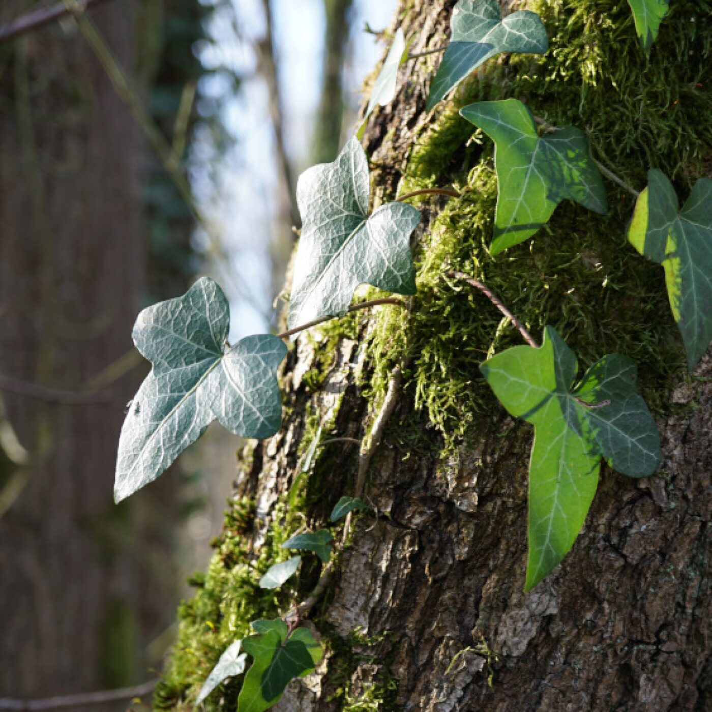 Curieux de nature
