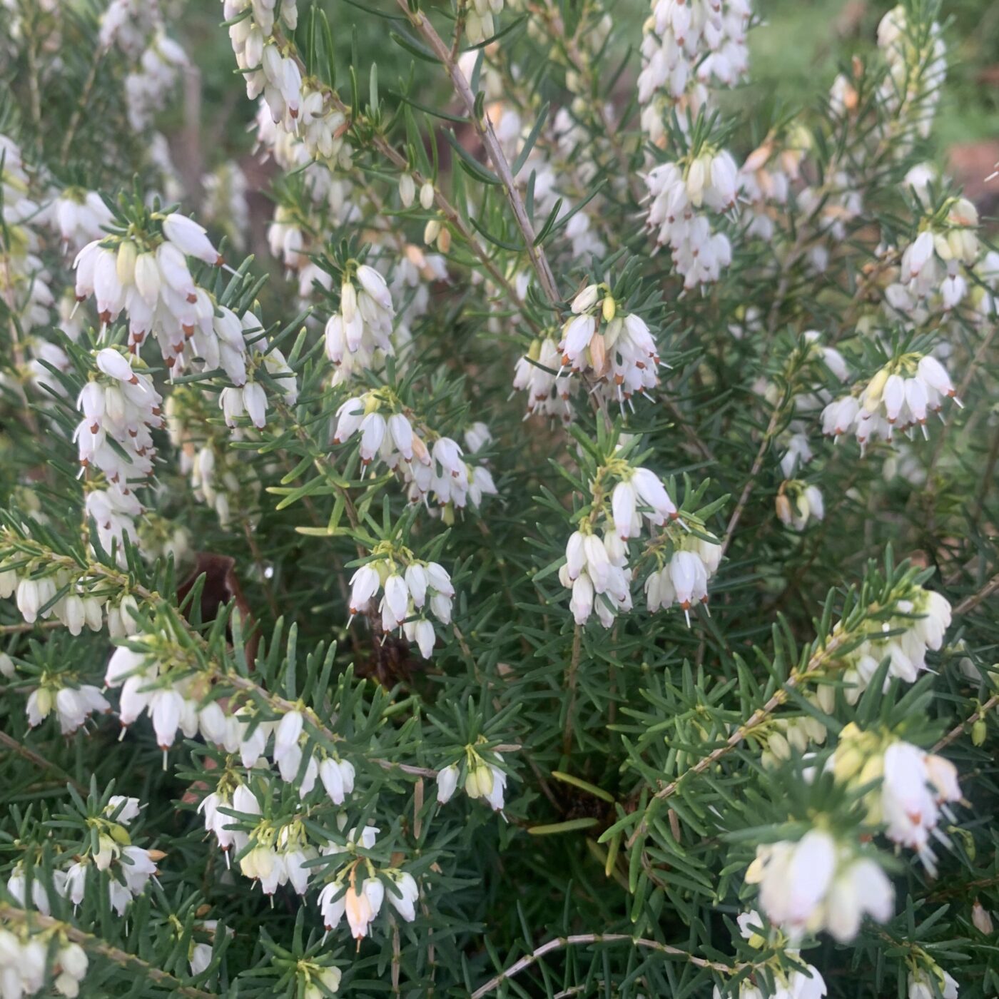 Nos Jardins en Hiver