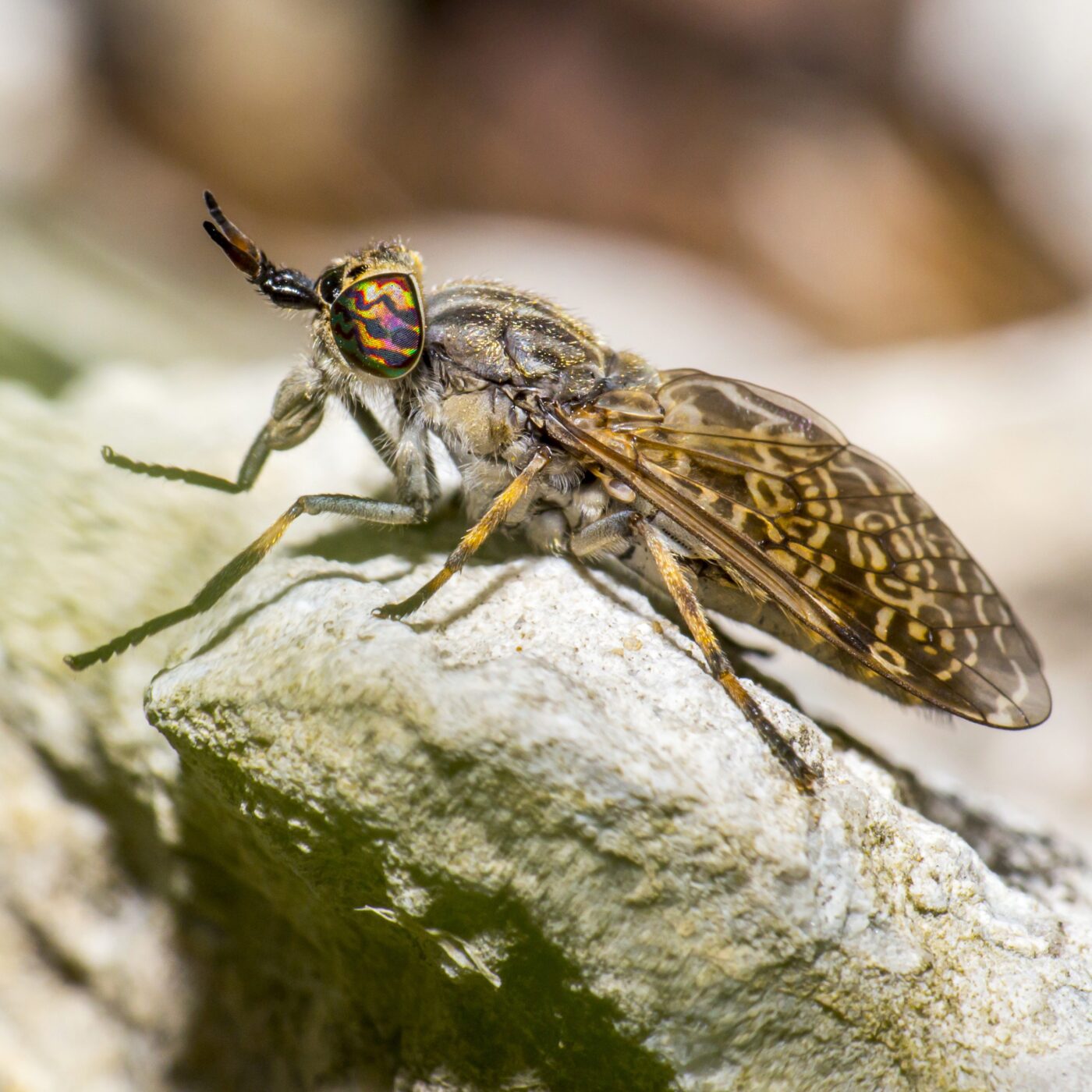 Le monde des insectes : pourquoi méritent-ils notre émerveillement ? Le monde des insectes : pourquoi méritent-ils notre émerveillement ?
