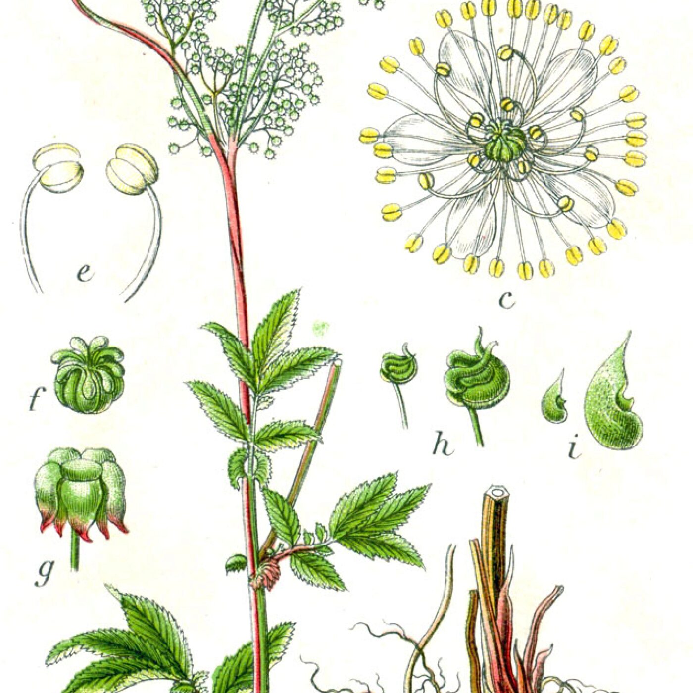 N° 184 Reine des prés