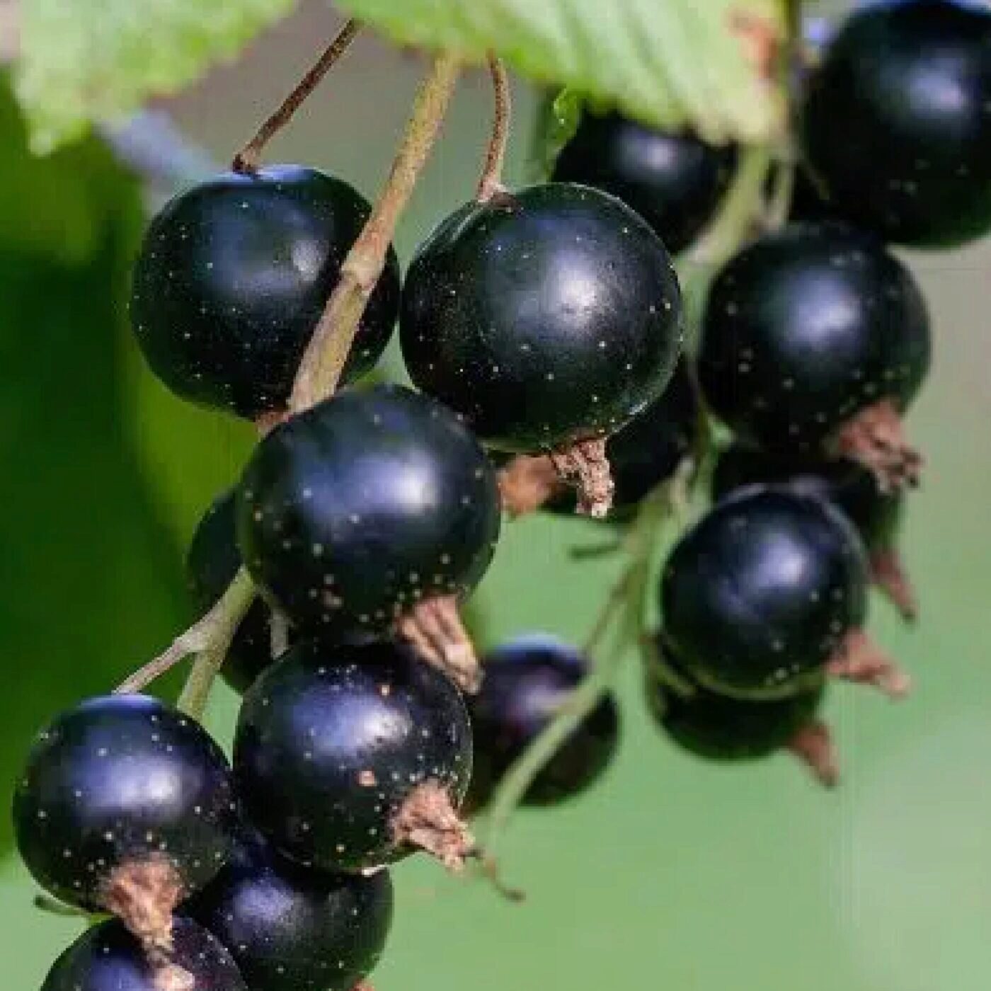 Jardiner avec les enfants, avec Terre Vivante