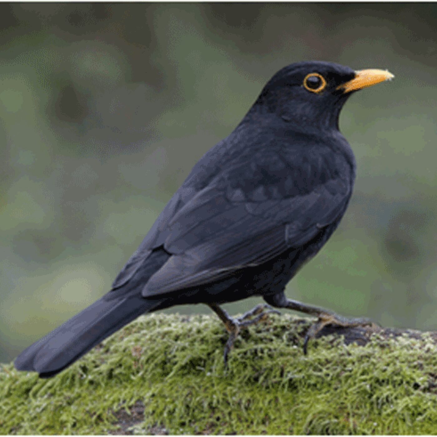 LPO Loire : la raréfaction de certaines espèces d'oiseaux episode artwork