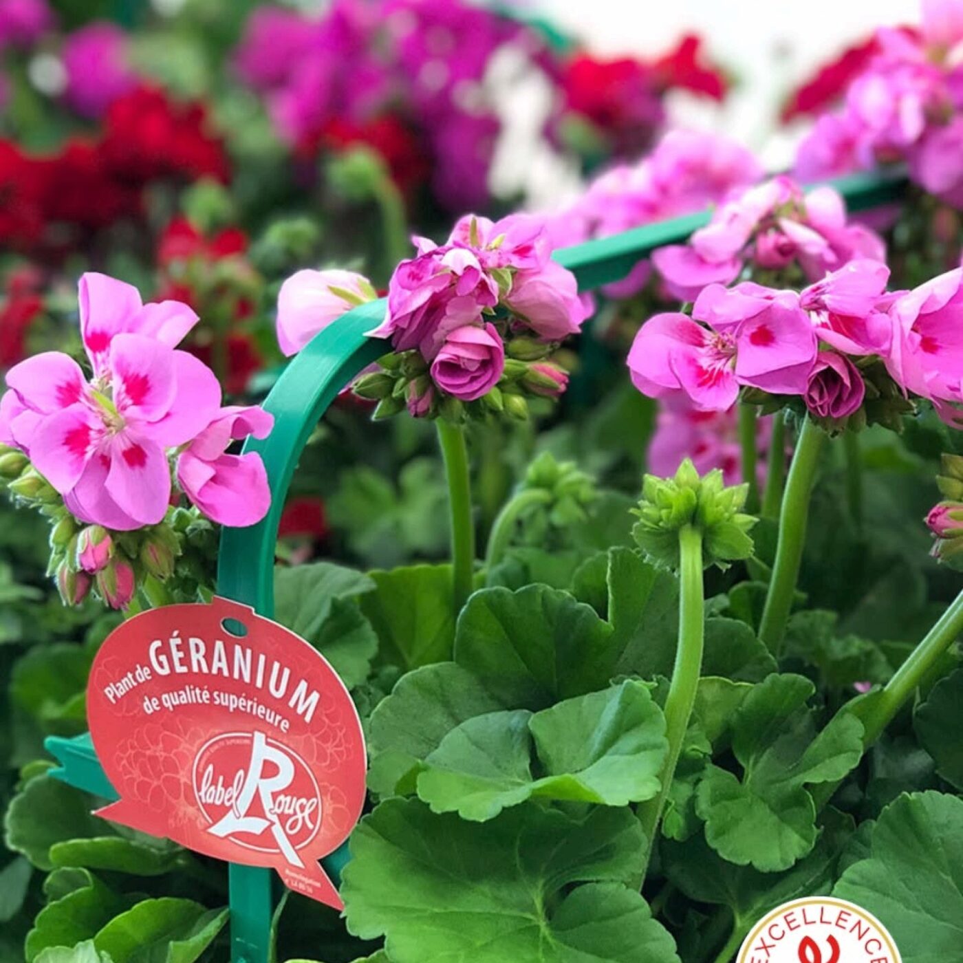 Inédit en France : un jardin d'essai Label Rouge veut s'installer en Anjou episode artwork