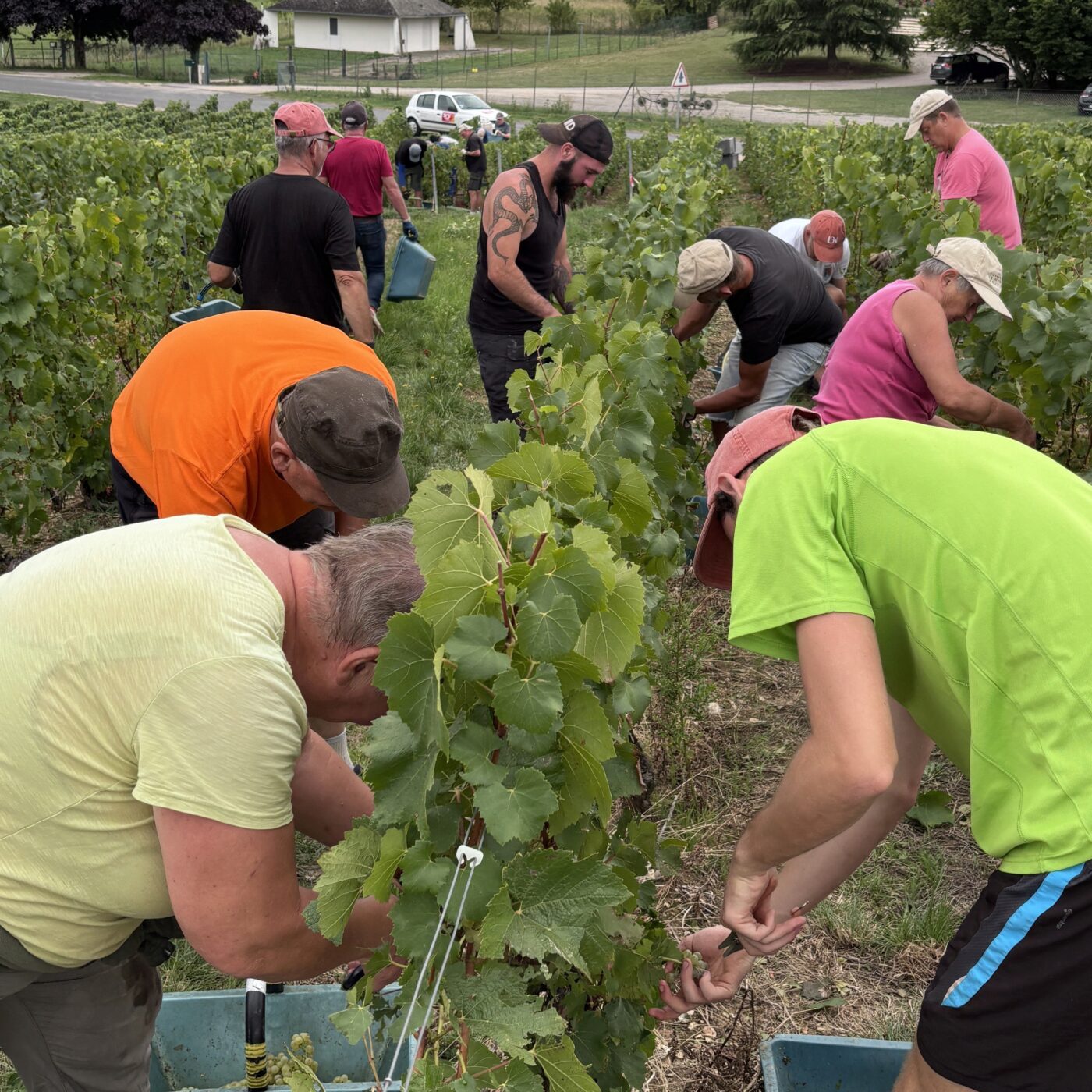Vendanges à Saudoy : la maison Léglantier entre tradition et convivialité episode artwork