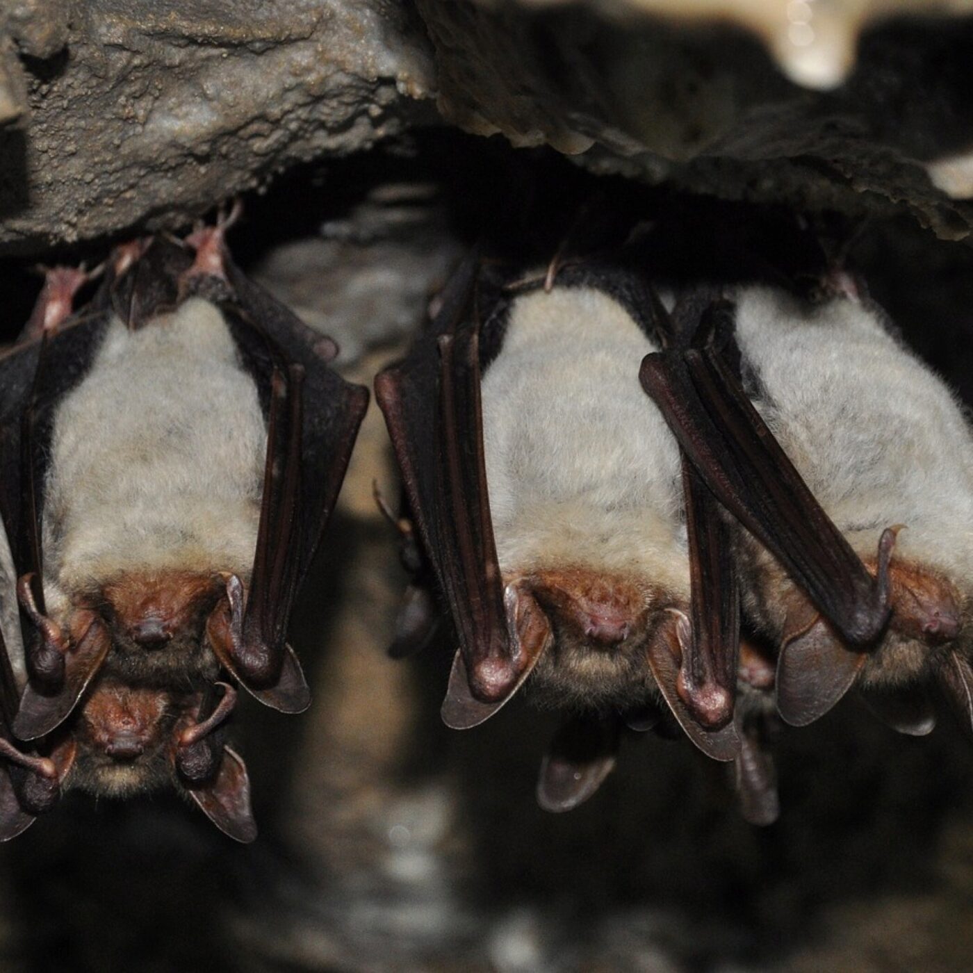 Chauve-souris : le plus grand site d'hibernation normand acquis par une association pour la protéger episode artwork