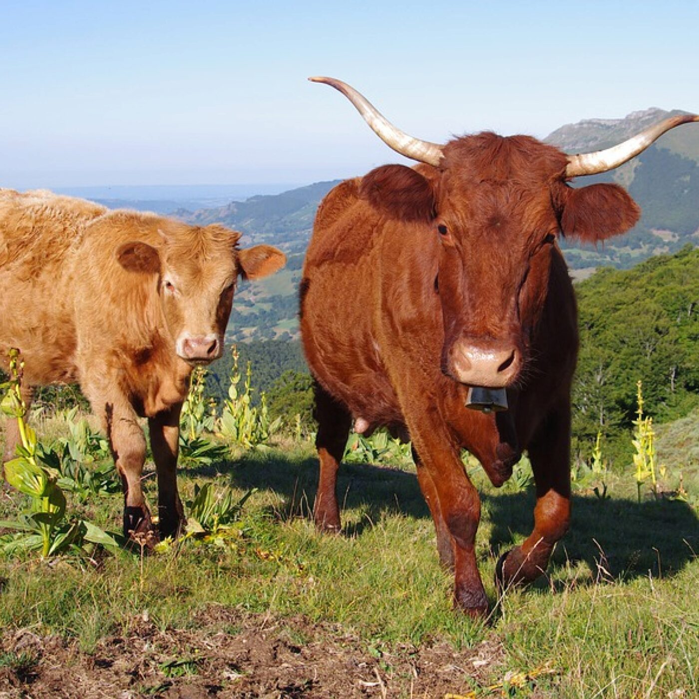 Salers, beau et bon village de France. Les petites gastronomiques du Cantal episode artwork
