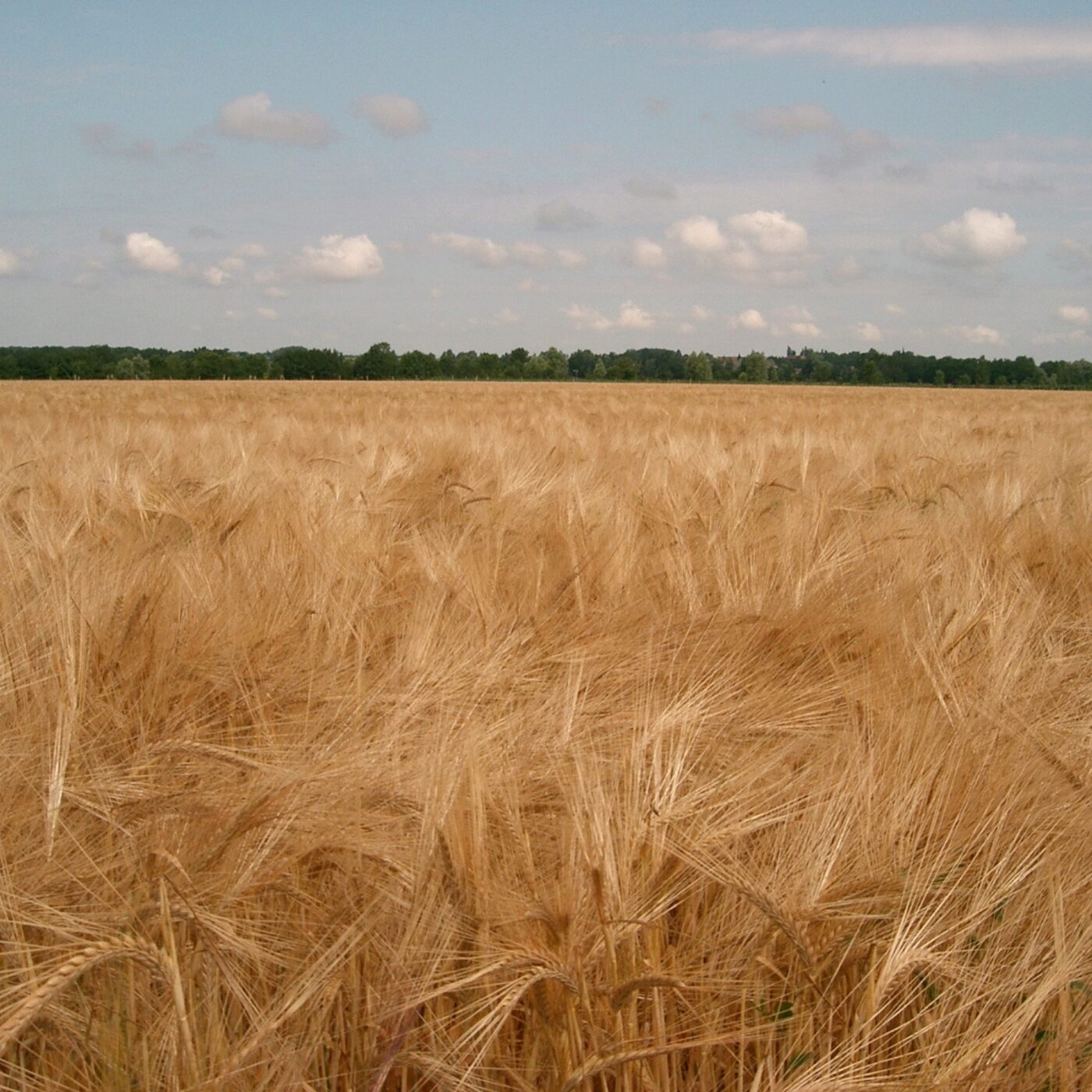 L\'invité de la rédaction