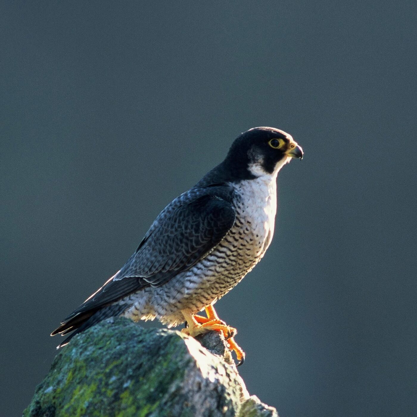 Curieux de nature