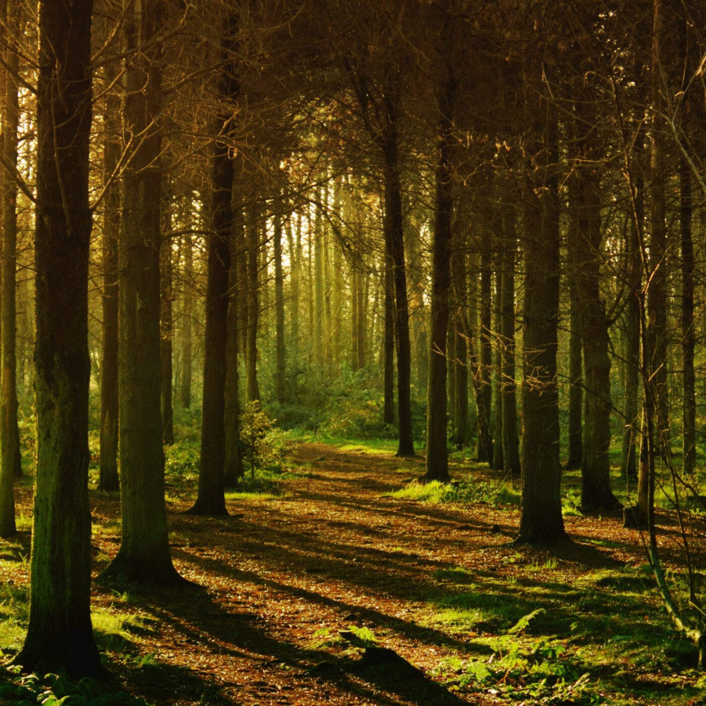 Les entreprises européennes garantes de la protection des forêts dans le monde episode artwork
