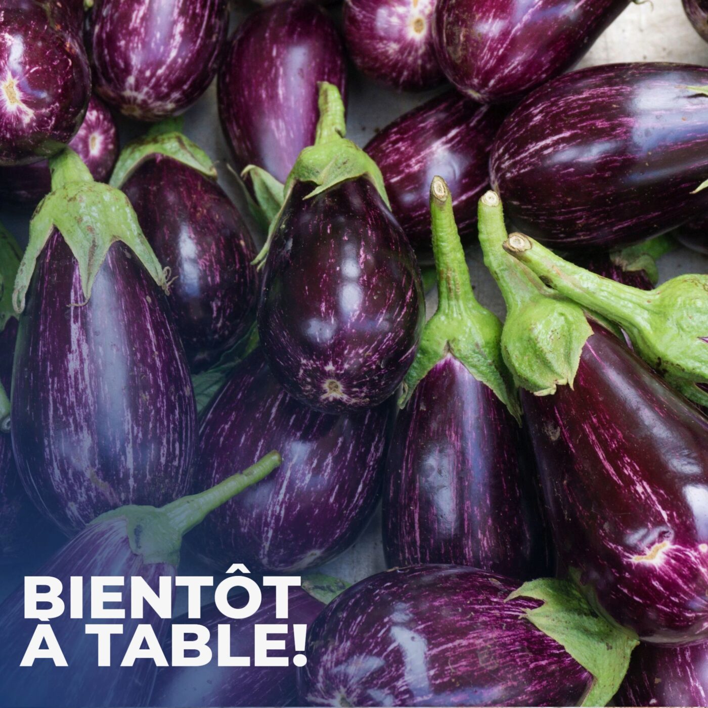 L'aubergine, le caviar de l'été