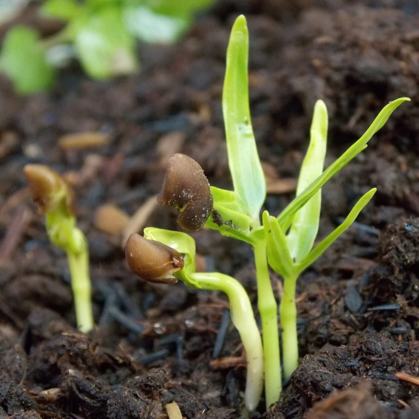 Expériences de germination des graines