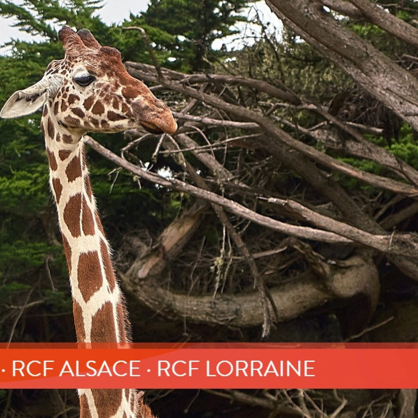 Les girafes savent utiliser les statistiques pour satisfaire leur gourmandise ! episode artwork