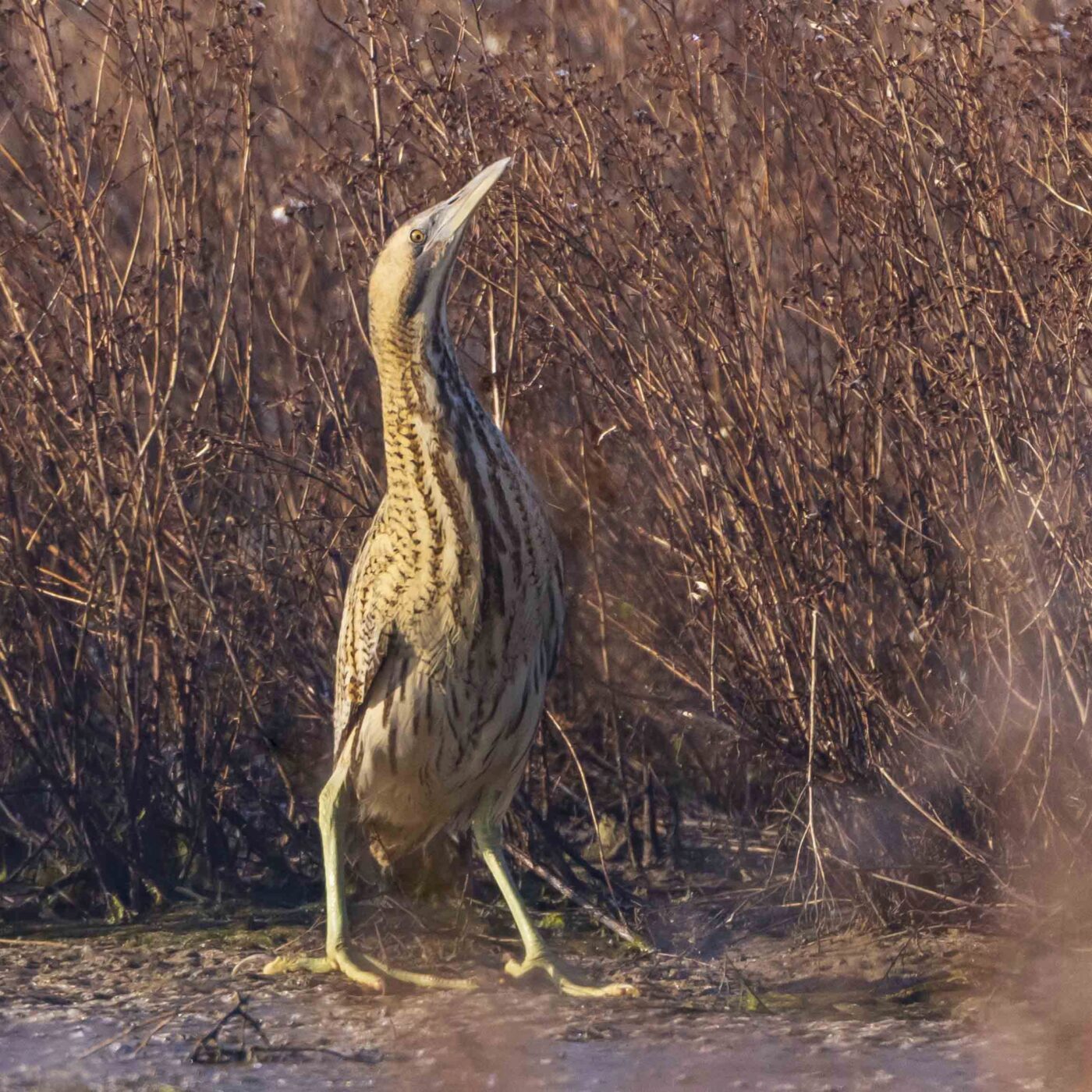 La réserve naturelle régionale du marais de Brière episode artwork