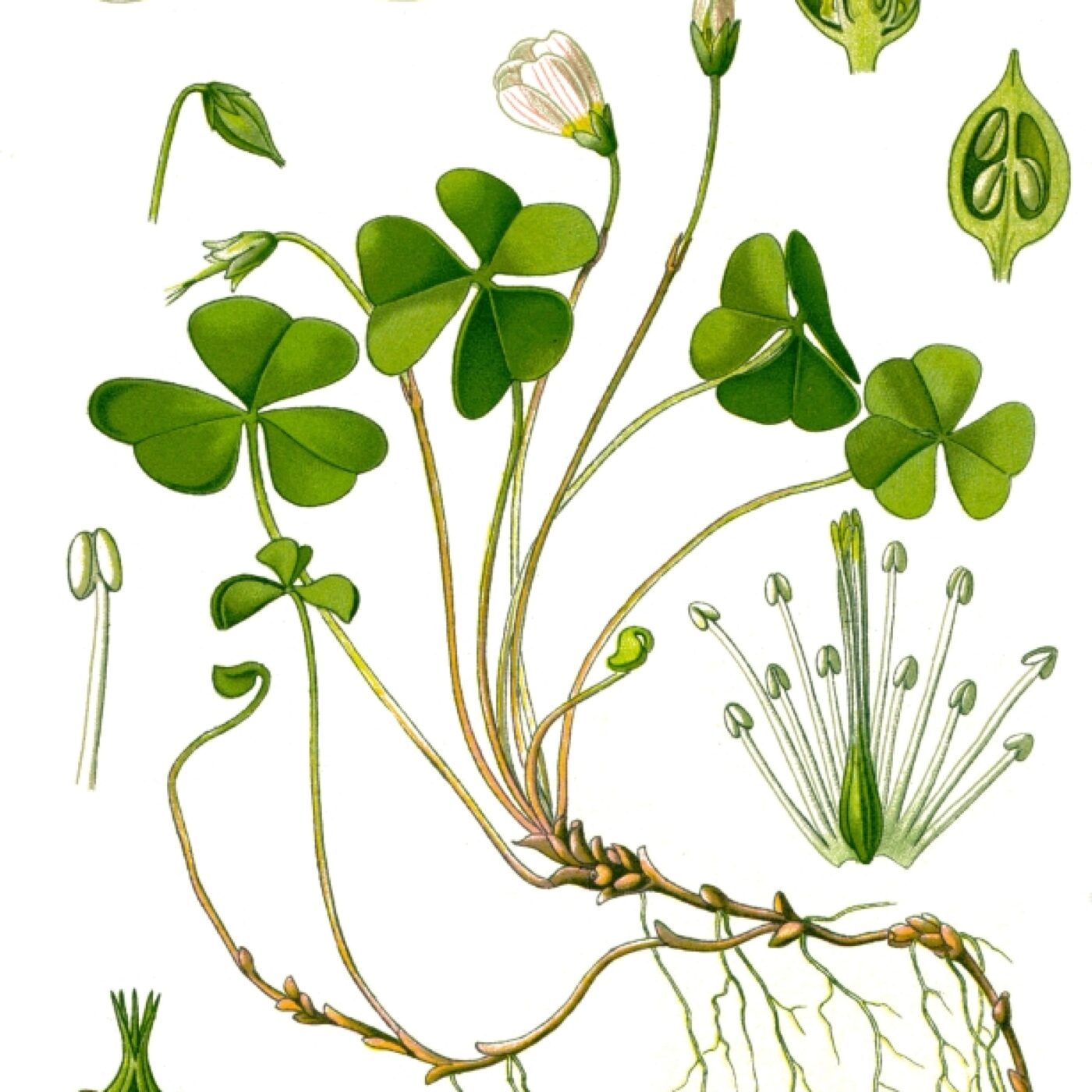 N° 222 Oxalis episode artwork