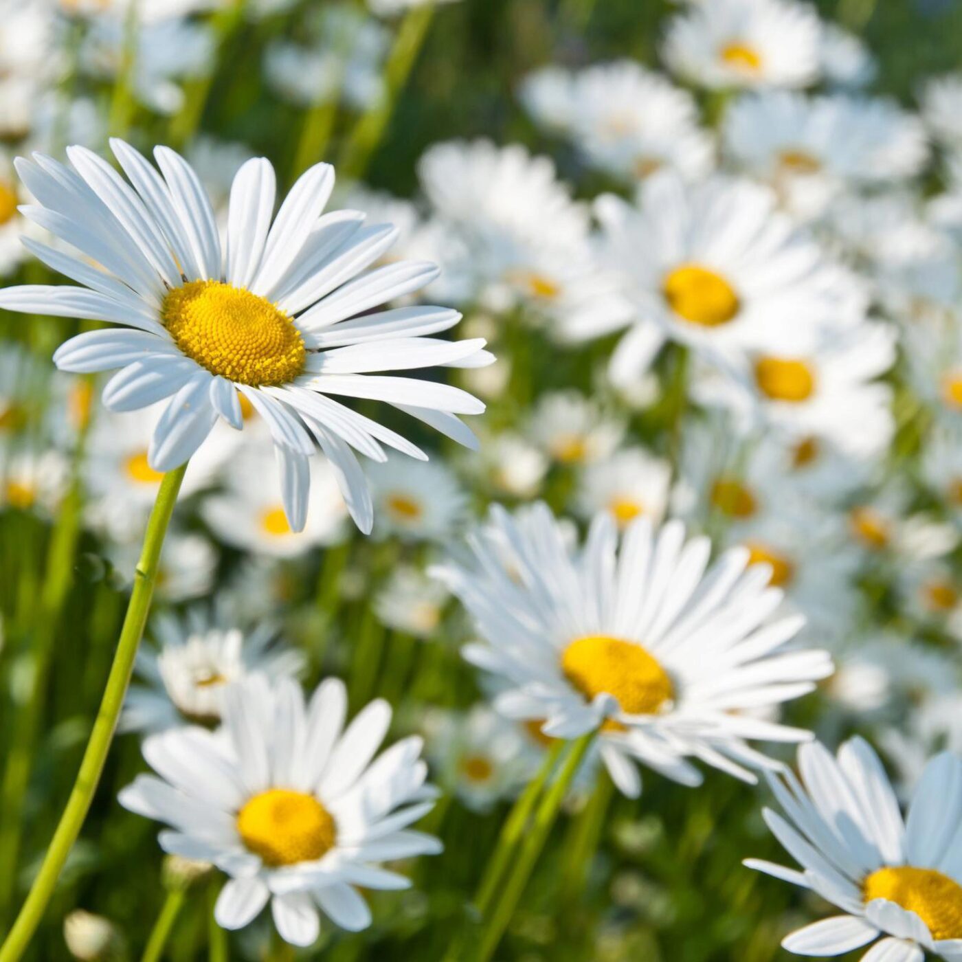 Marguerites, biocompostage humain et les ombres
