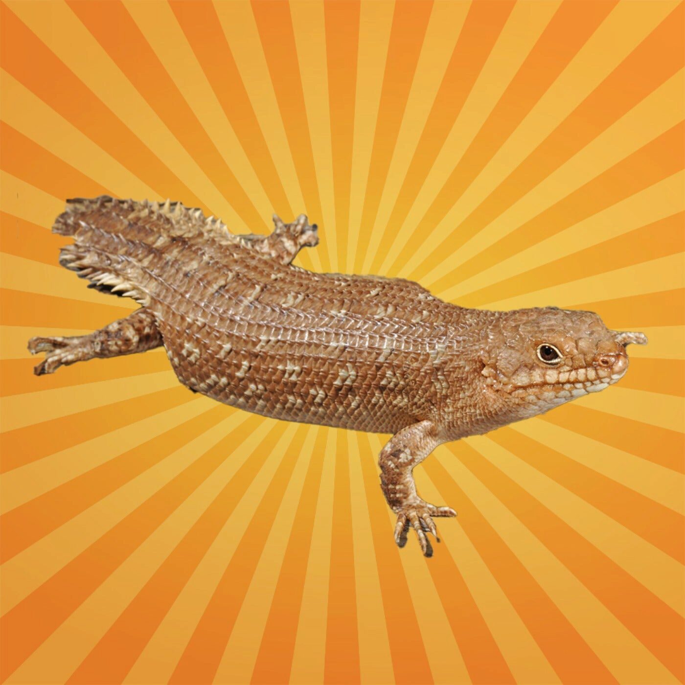 Les scinques se reconnaissent en tirant la langue