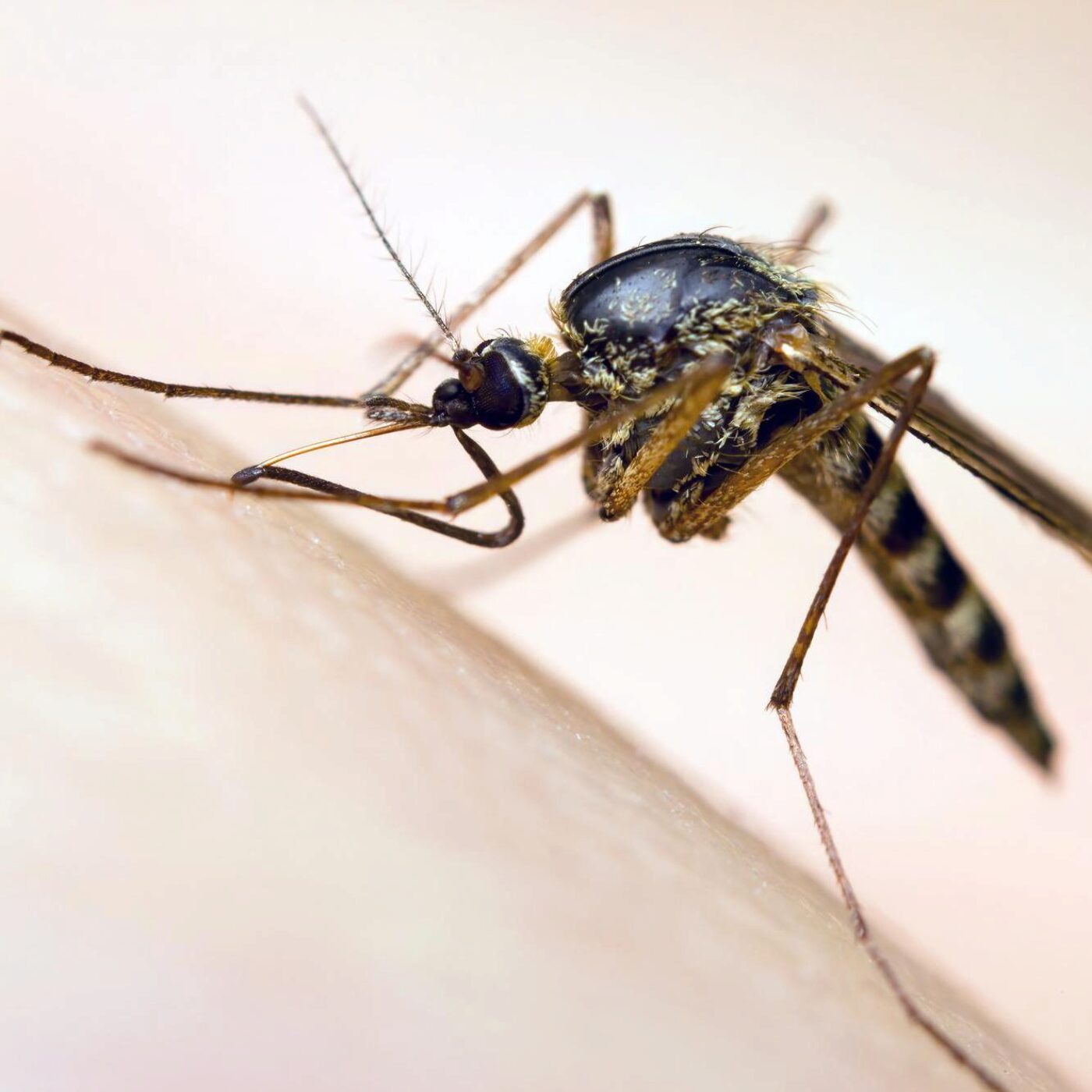 Drépanocytose et moustique tigre