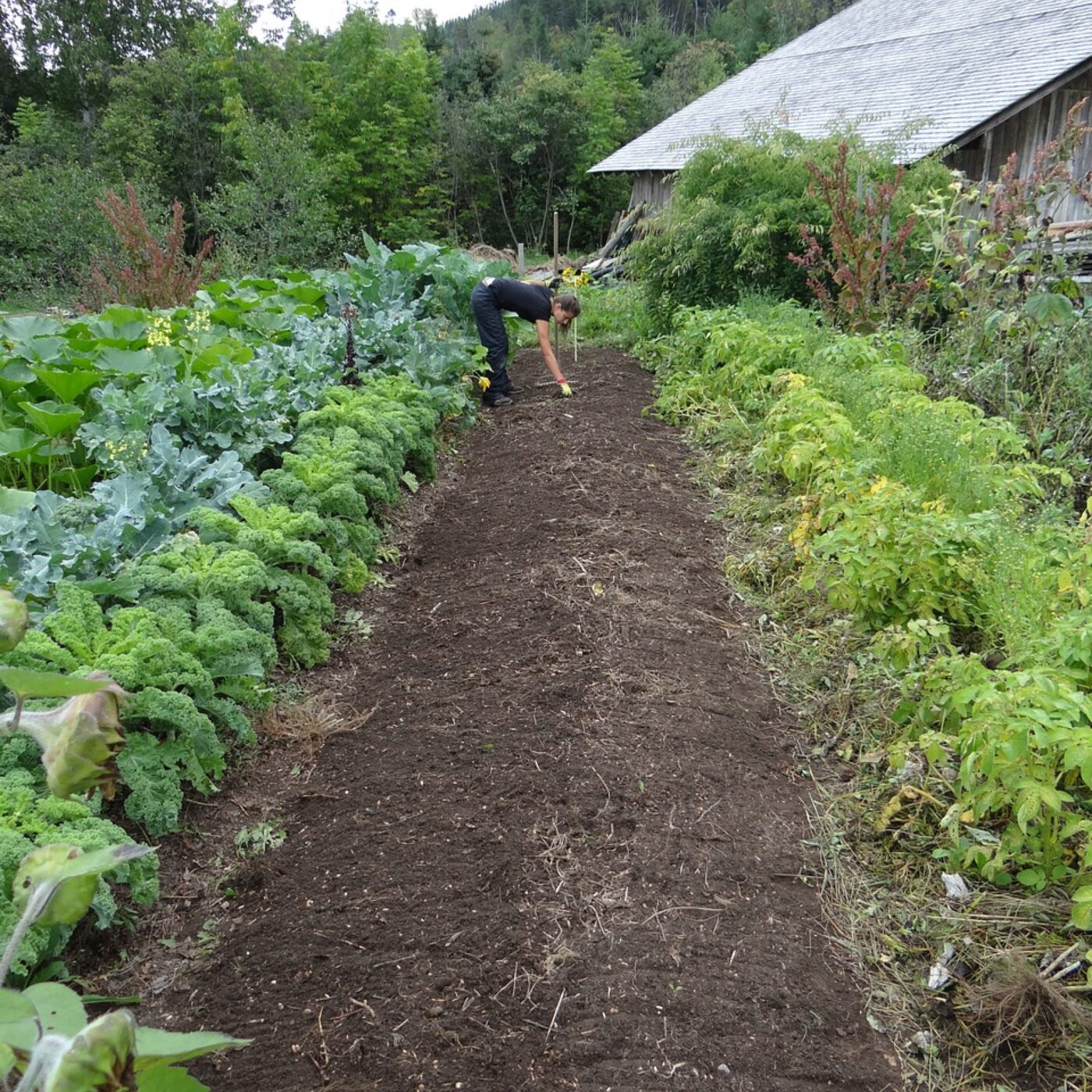 Le potager extraordinaire, engagé pour la biodiversité alimentaire episode artwork
