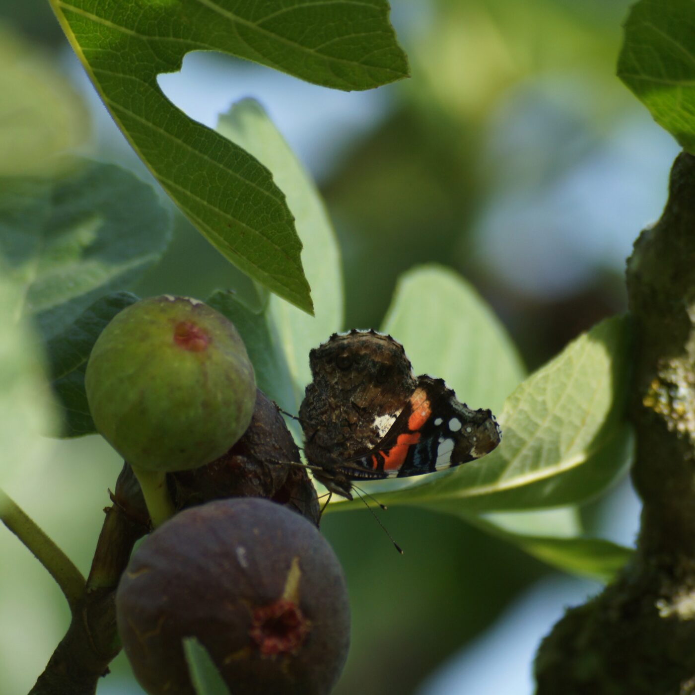 Le figuier, un fruit de saison à déguster en panacotta