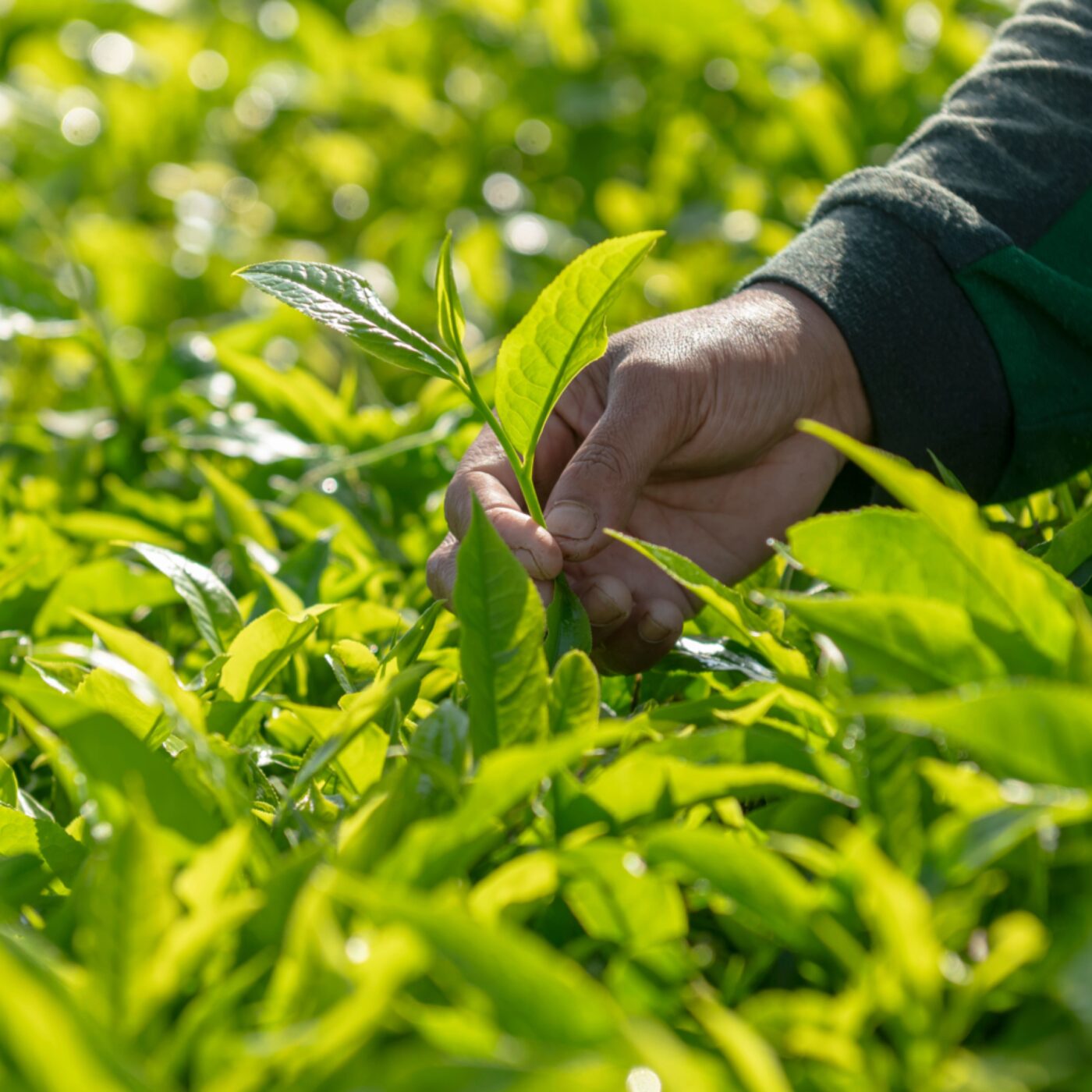 Le grand invité du matin