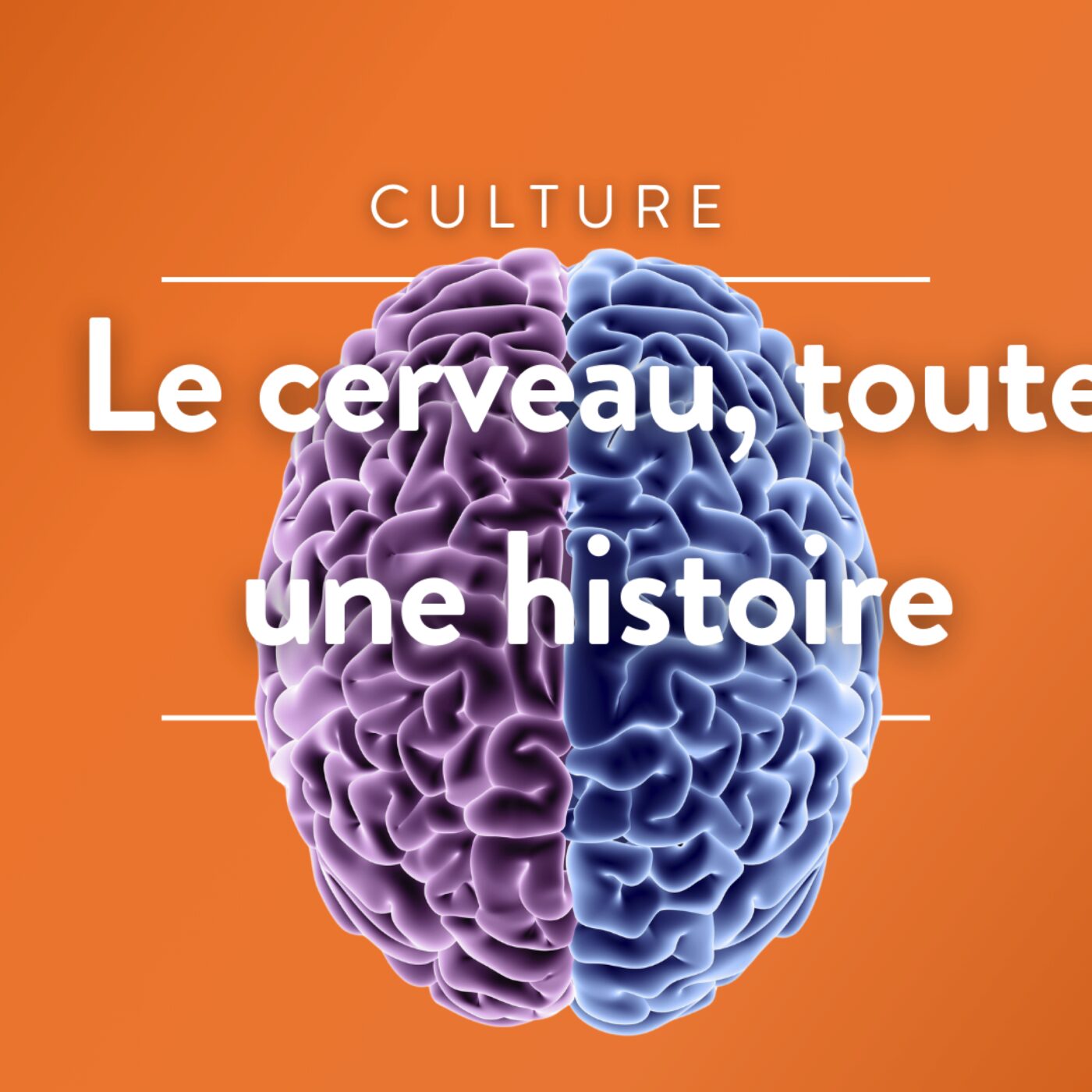 Le cerveau, toute un histoire