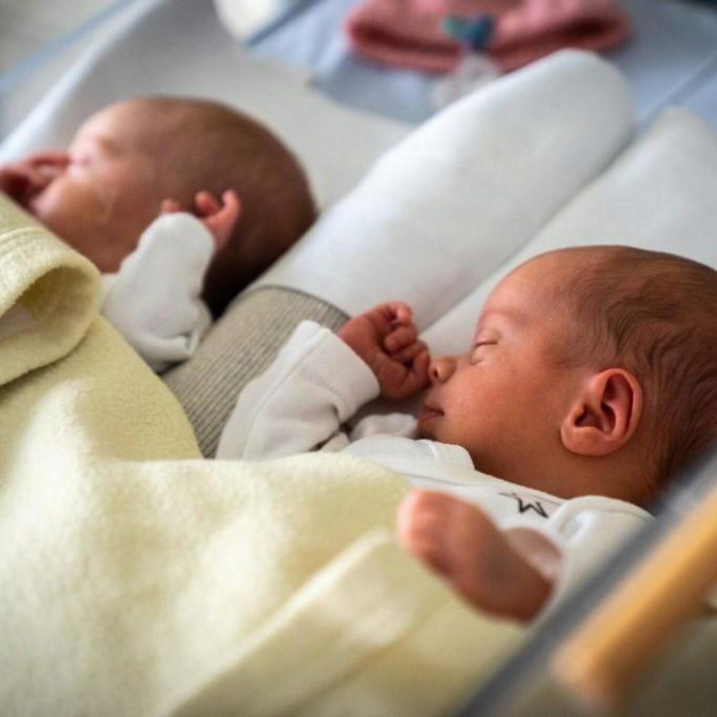 La néotatologie, les lémuriens et le citron