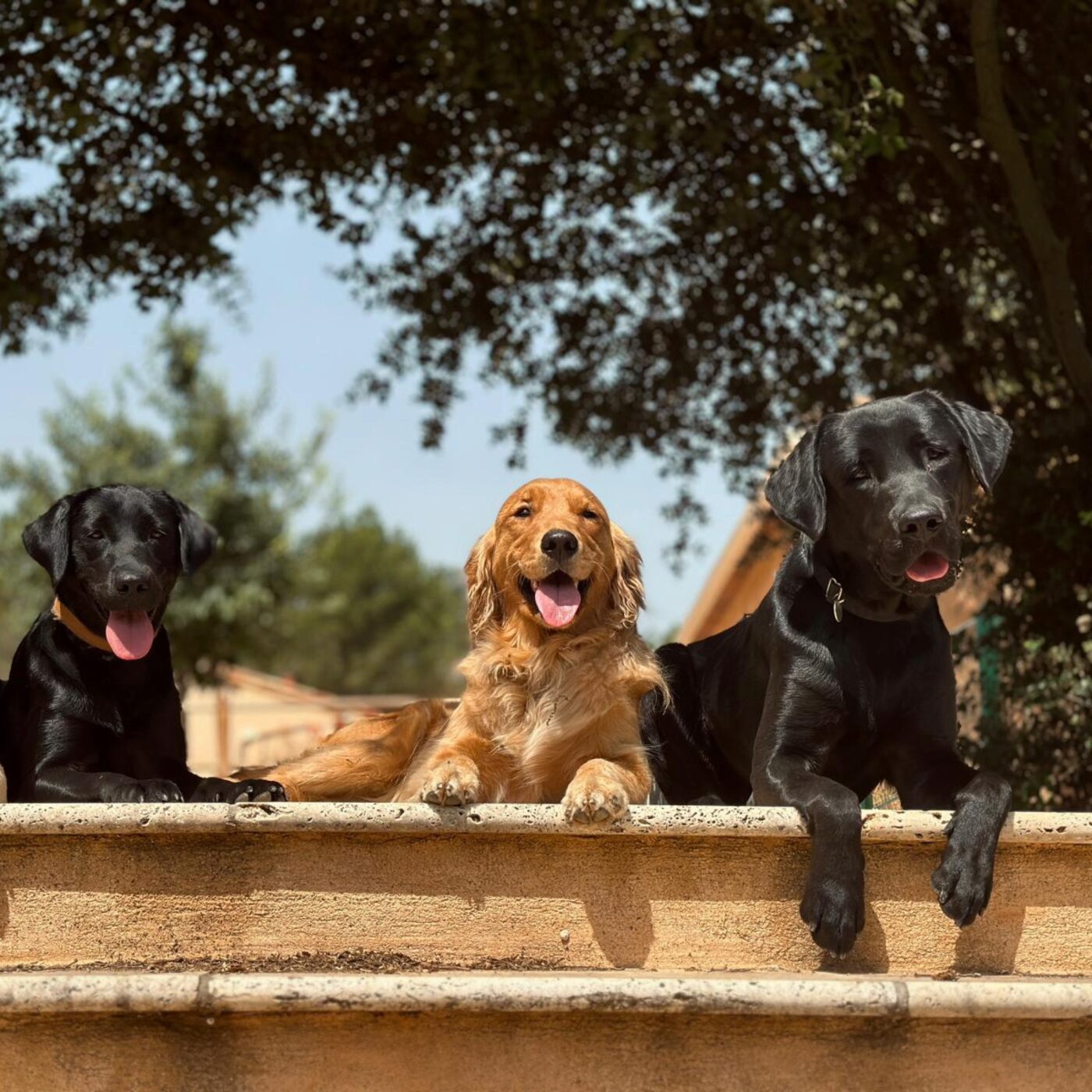 Margaux Passeri, de l'association des Chiens guides d'aveugle PACA-Corse episode artwork