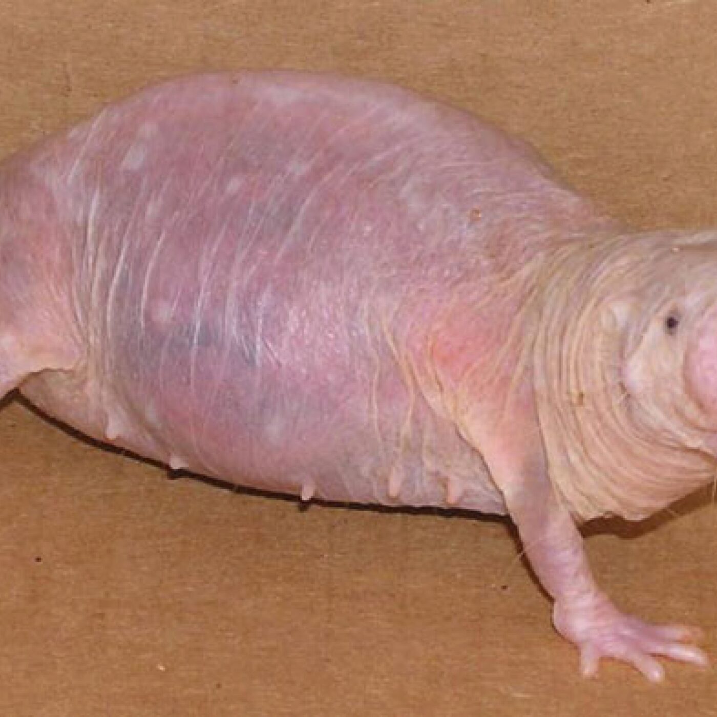 Eurêka · RCF Alsace