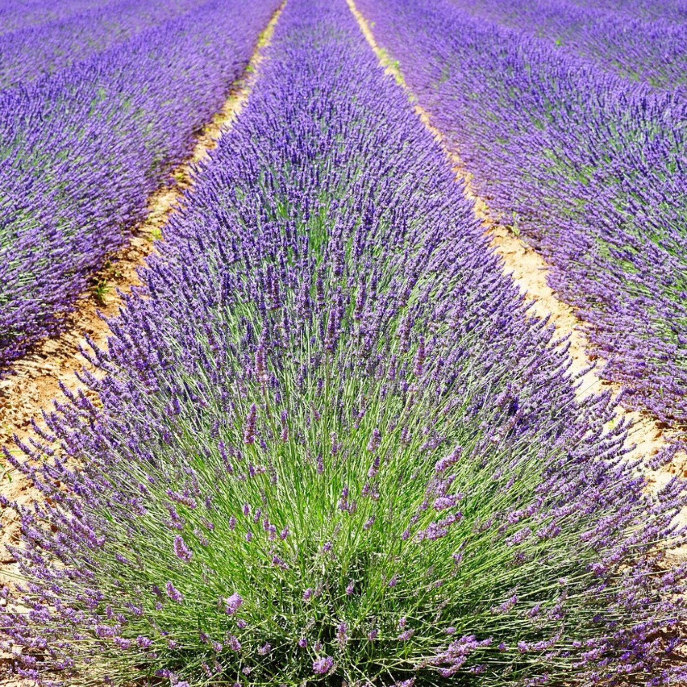 L\'invité du jour (Ardèche-Drôme)
