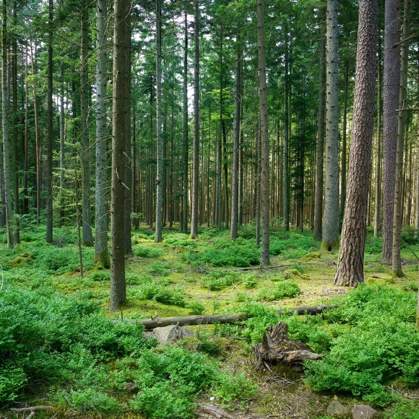 Fête de la Nature : célébrer la biodiversité pour mieux la protéger