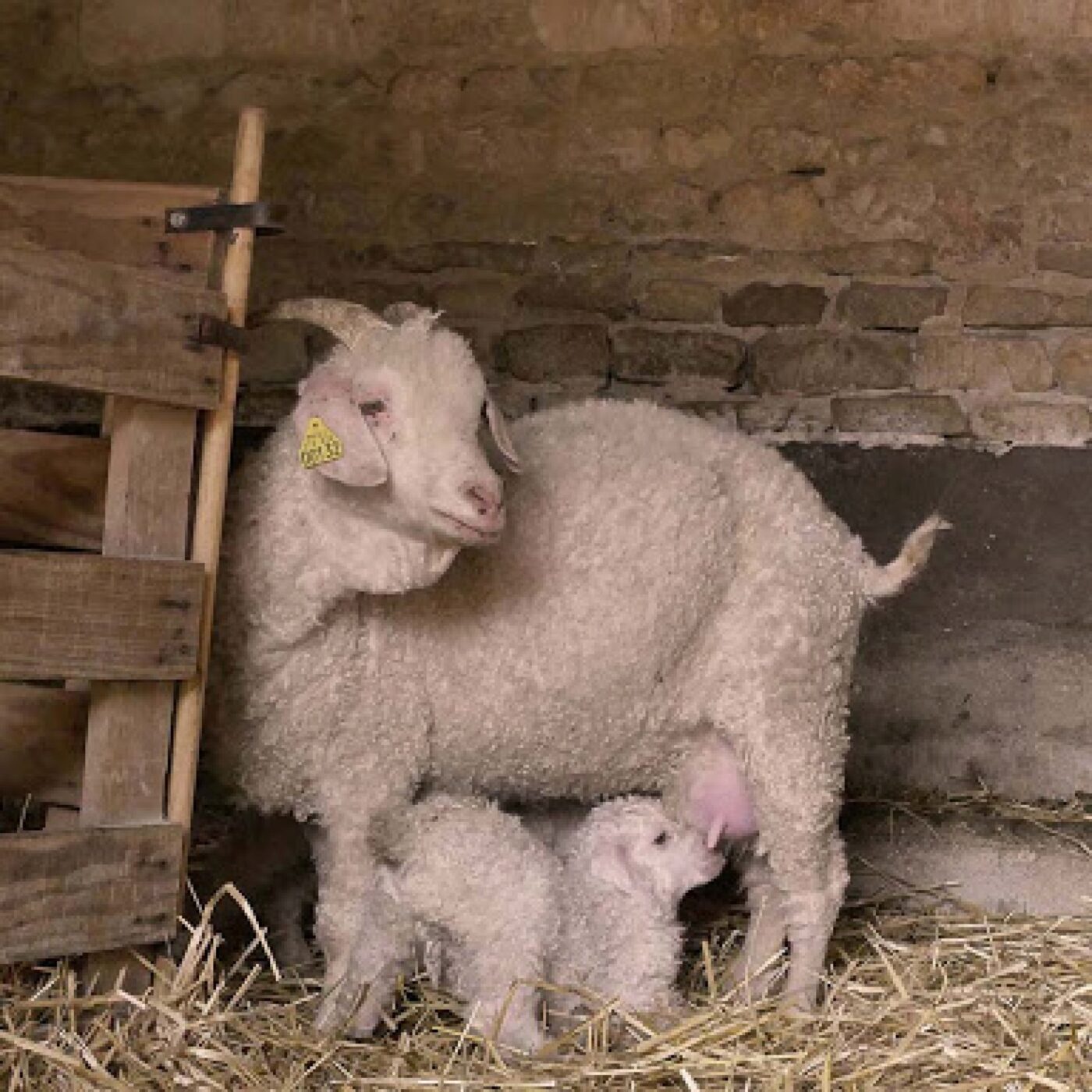 La ferme du Mohair du Marais 5 episode artwork