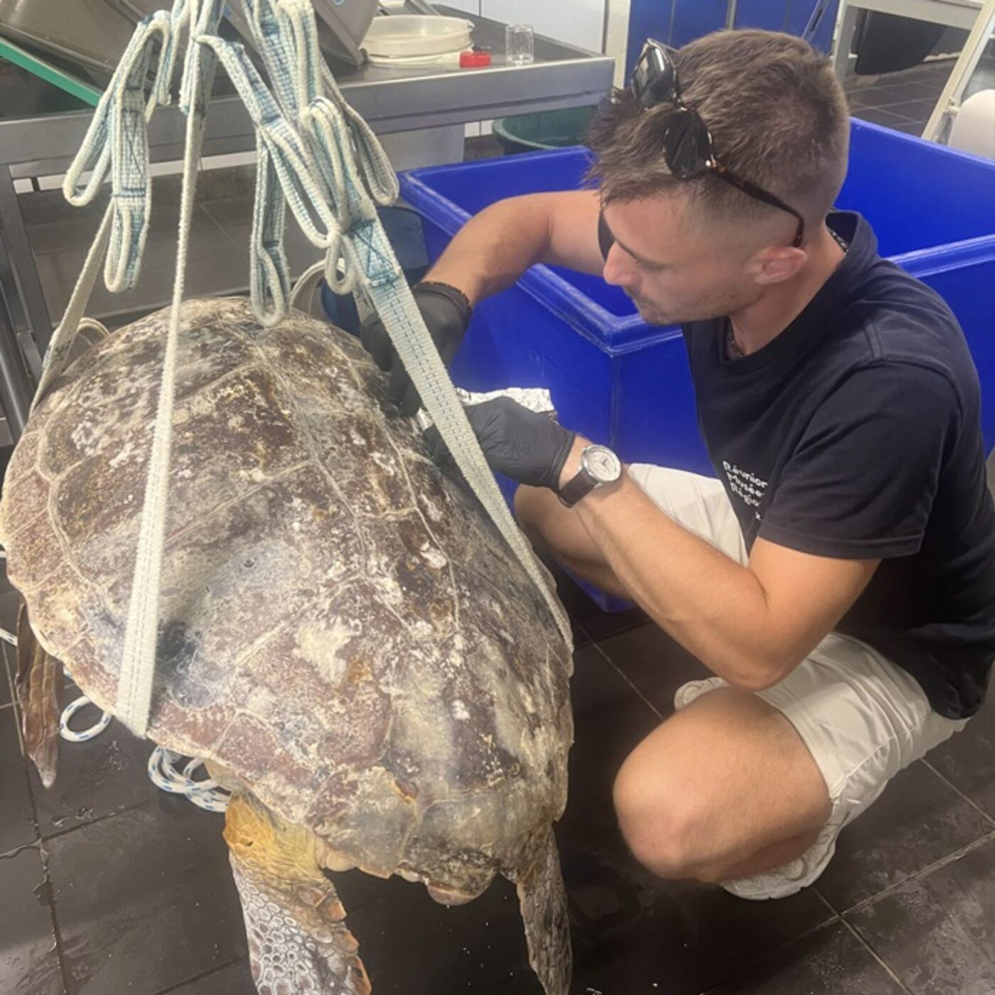 Réunion : un soigneur liégeois au chevet des tortues marines