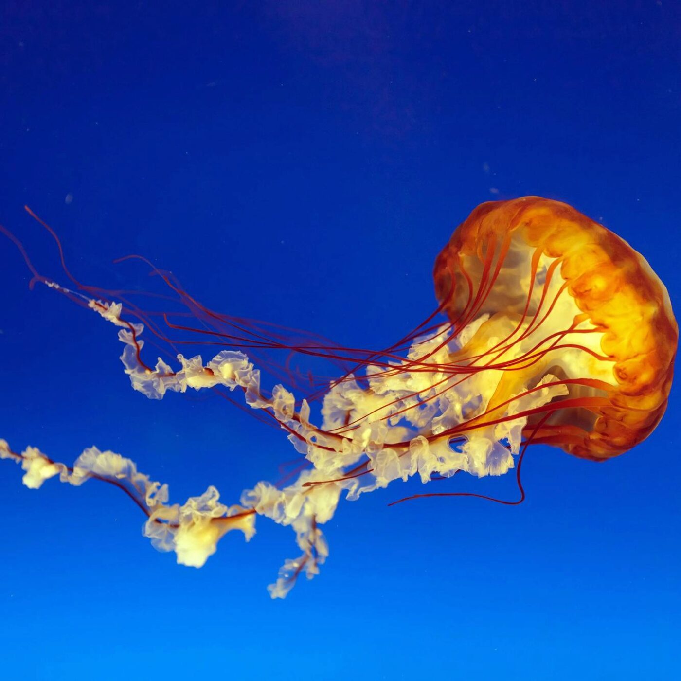 Mécanotypes et Christian Bochet