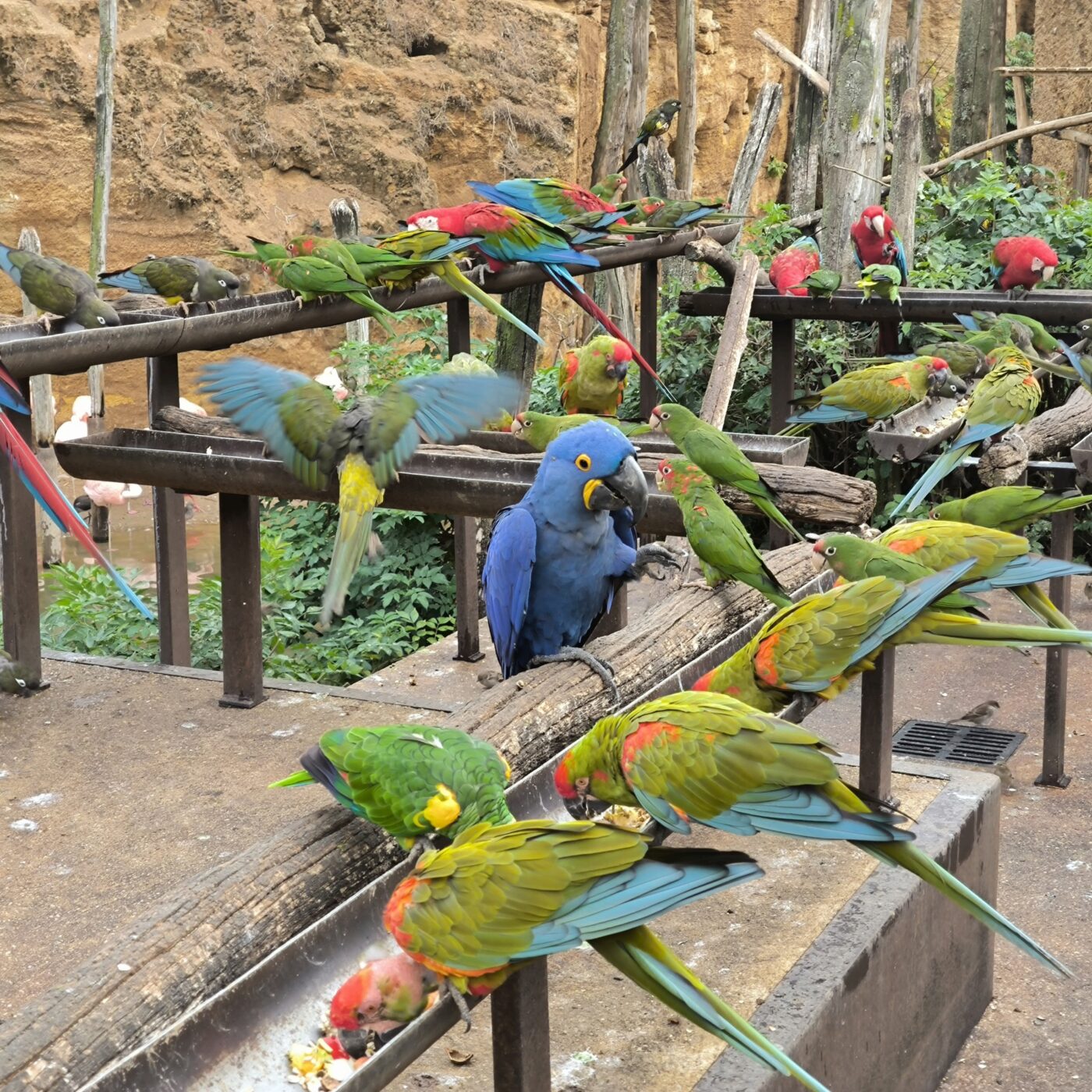 Le Bioparc de Doué-la-Fontaine, 2ème zoo le plus éthique au monde ! episode artwork