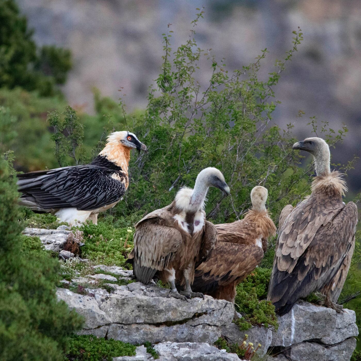 L\'invité du jour (Ardèche-Drôme)