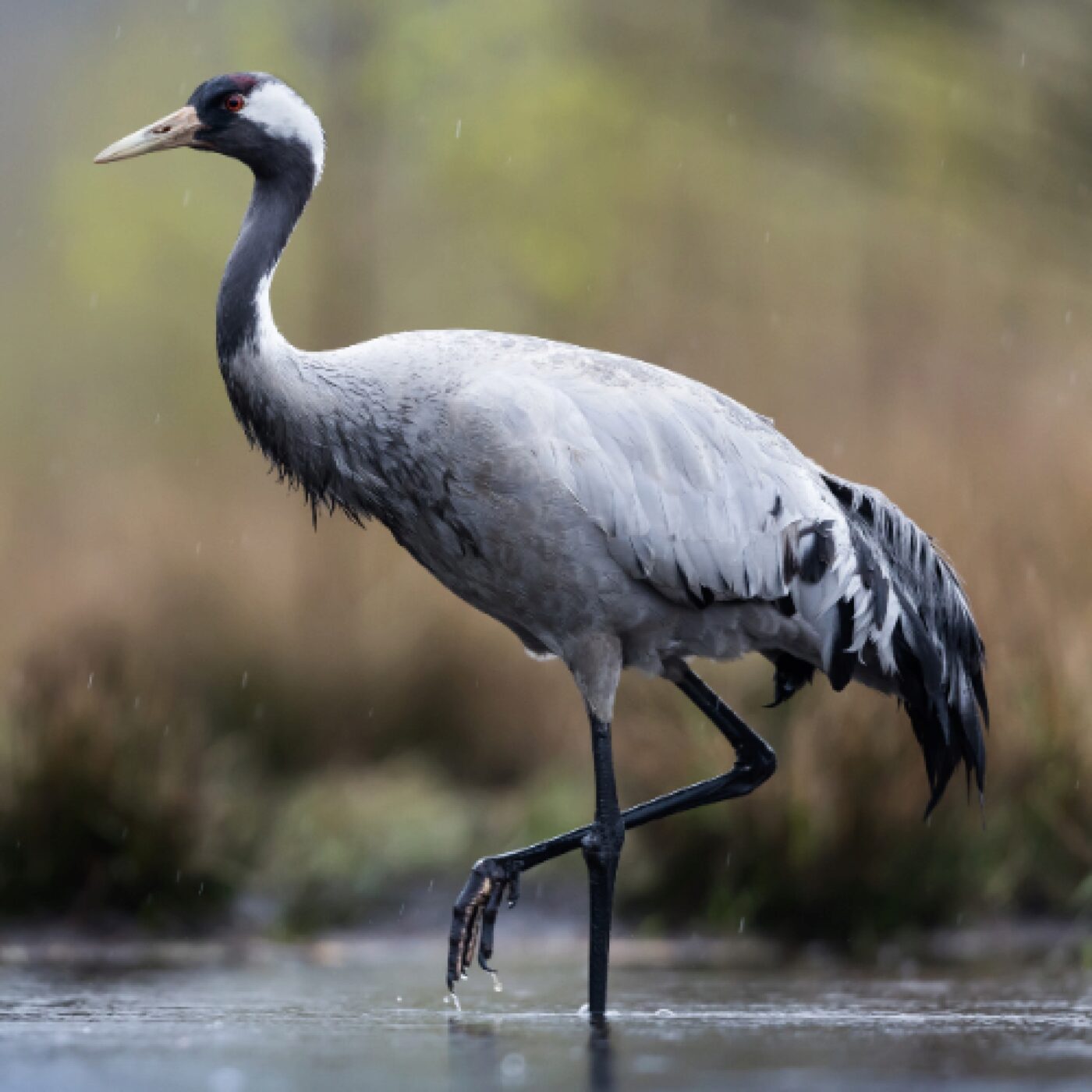 Chronique Actu · RCF Alsace