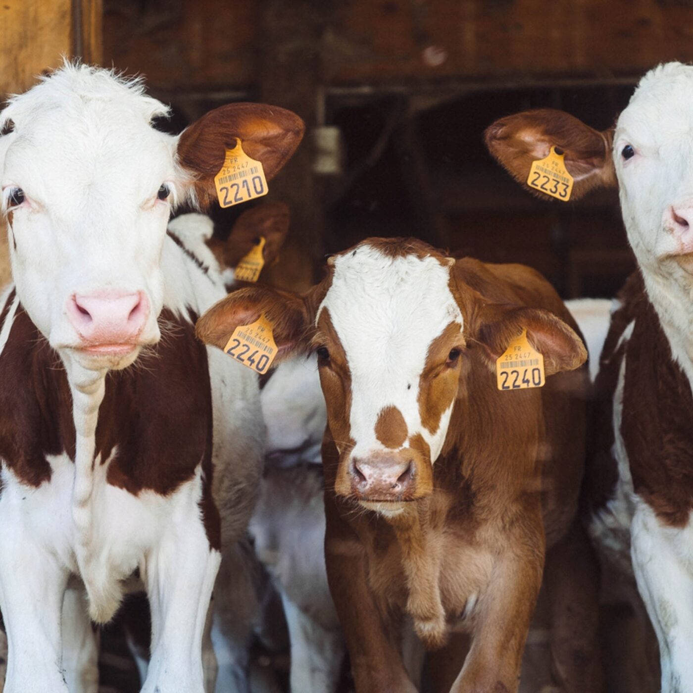 Baisse des exploitations bovines : "les sages font preuve de simplisme" episode artwork