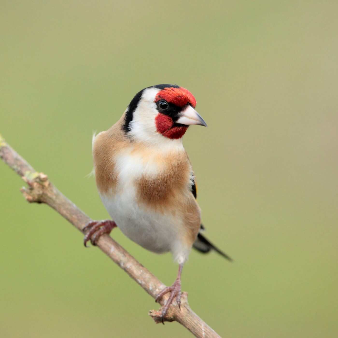 Curieux de nature