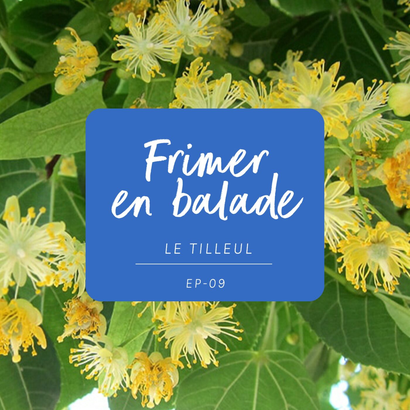 #9 - L’histoire du Tilleul #9 - L’histoire du Tilleul